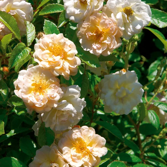 Rose ‘Ghislaine de Féligonde’ - Image 3
