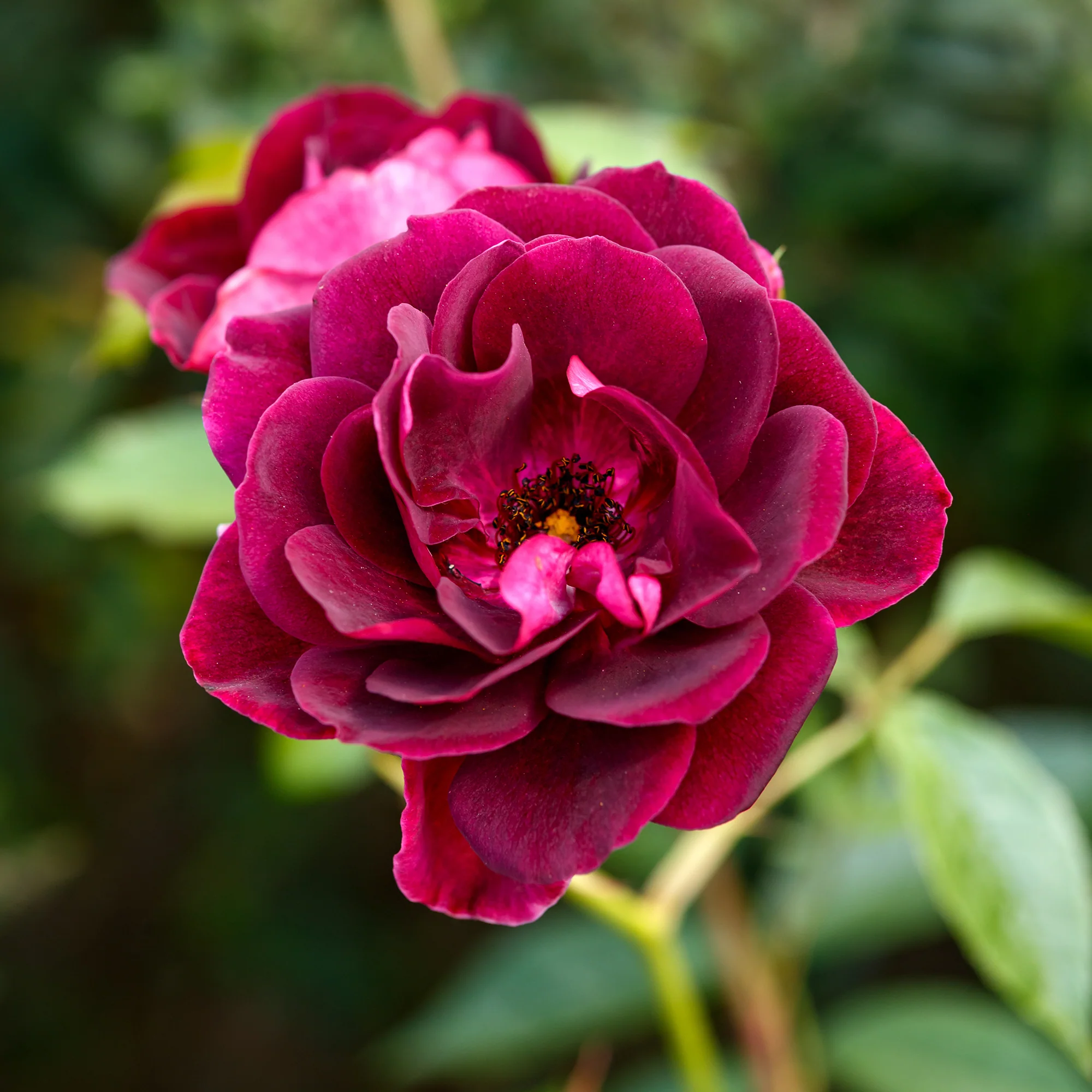 Rosenstrauch Burgundy Ice ® - Image 3