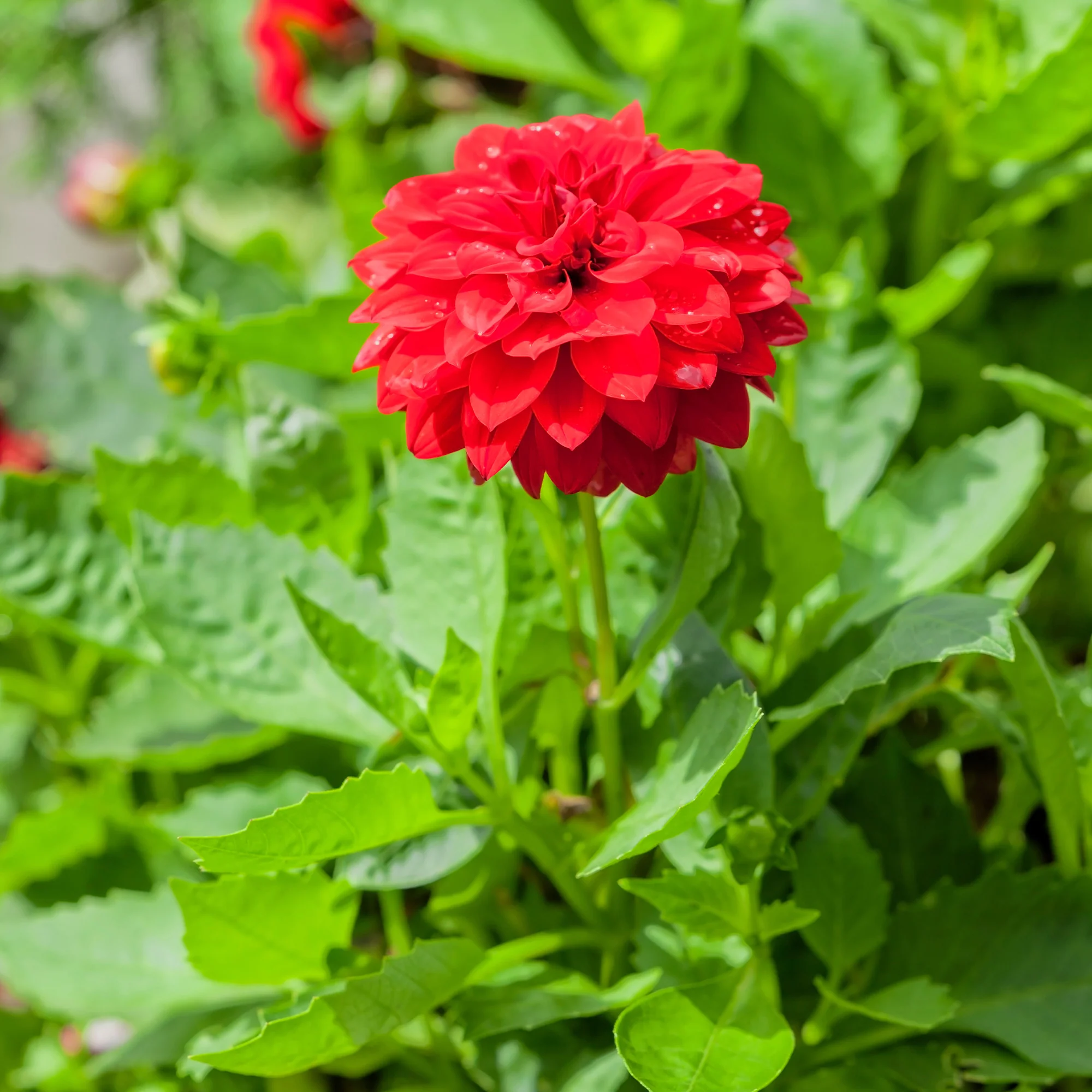 Rote Dahlie