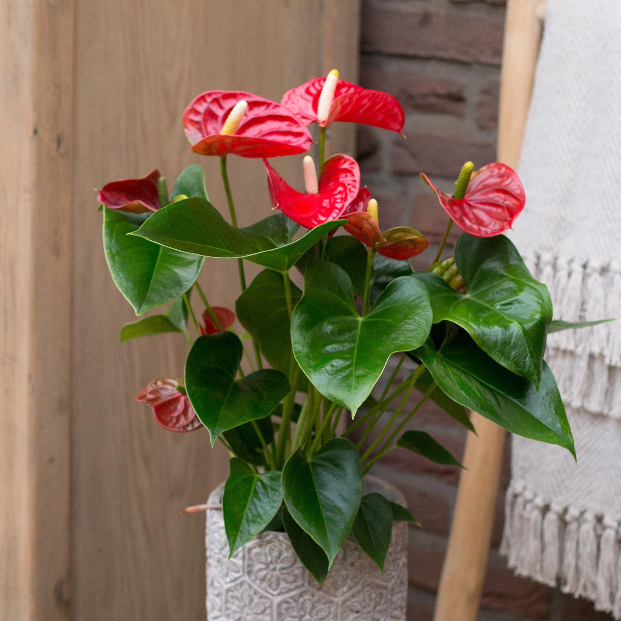 Rote Flamingoblume / Anthurium red - Image 3