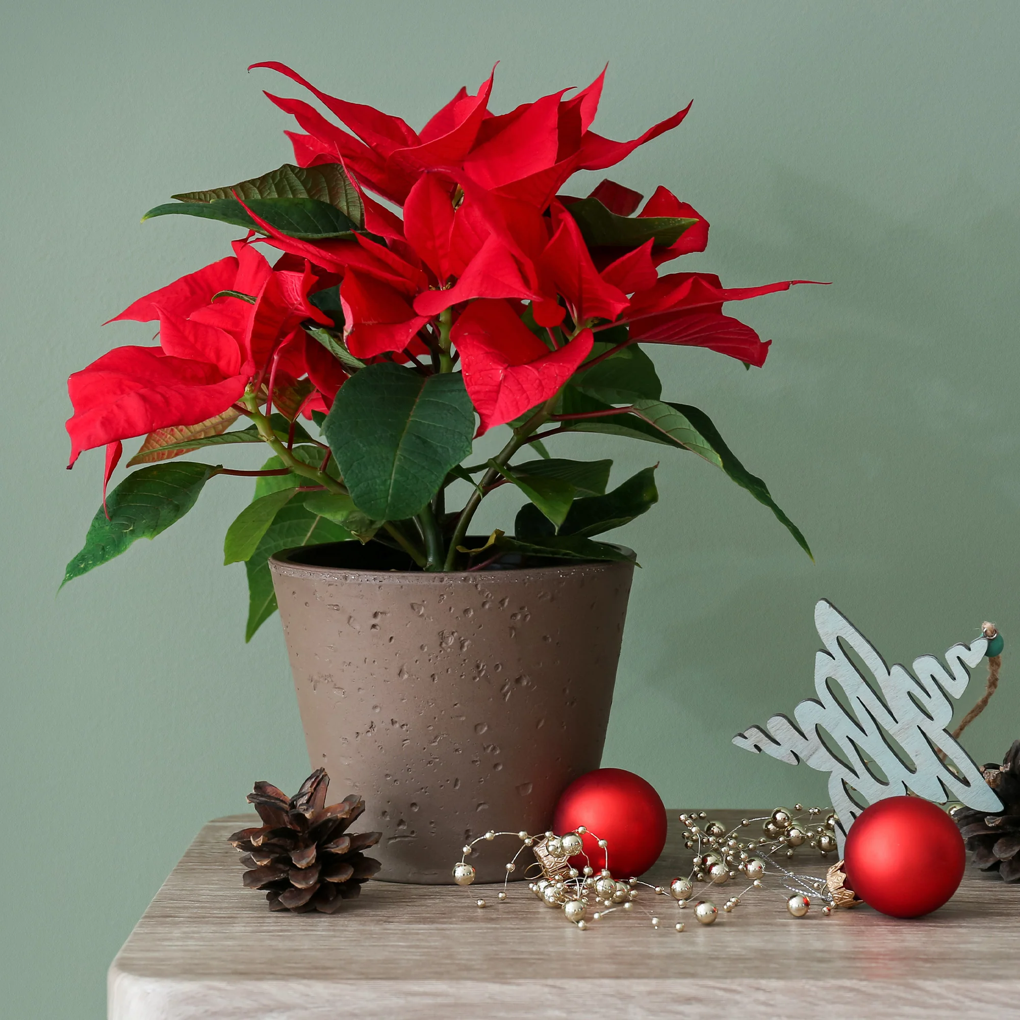 Rote Poinsettia - Image 3