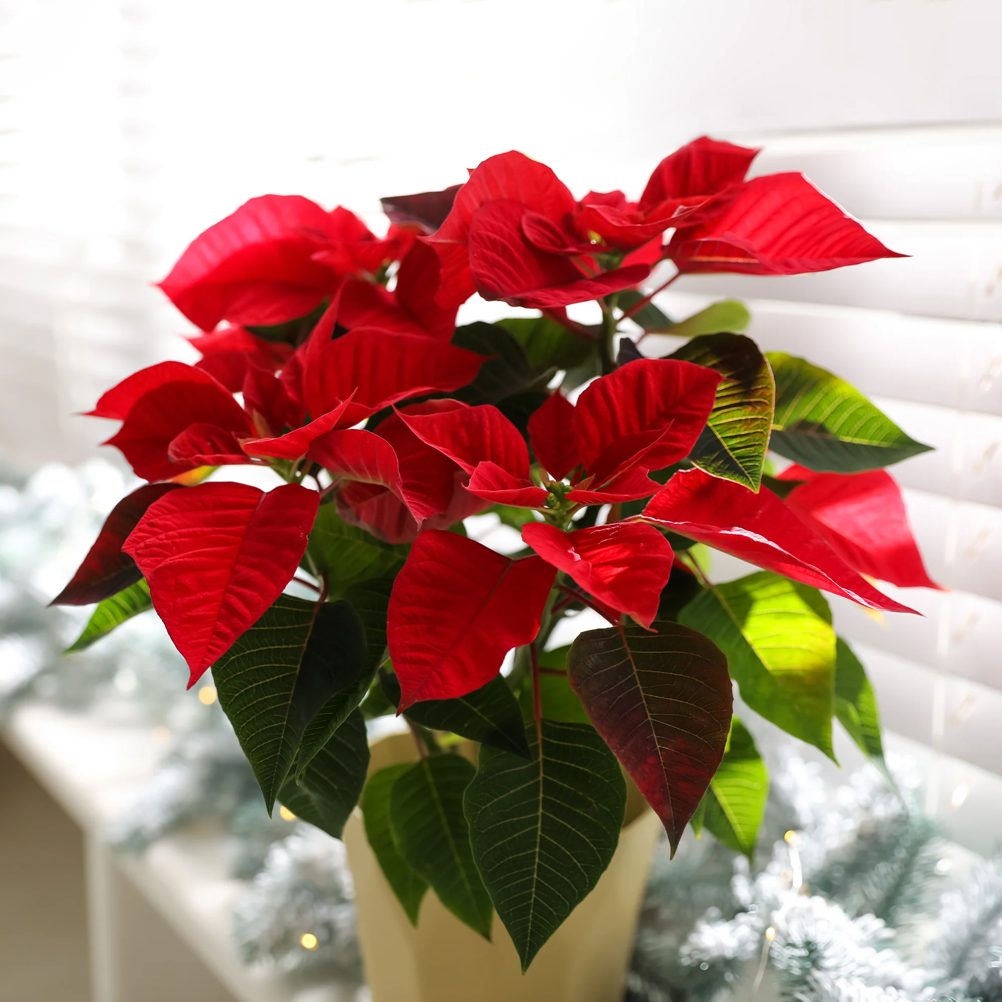 Rote Poinsettia - Image 4