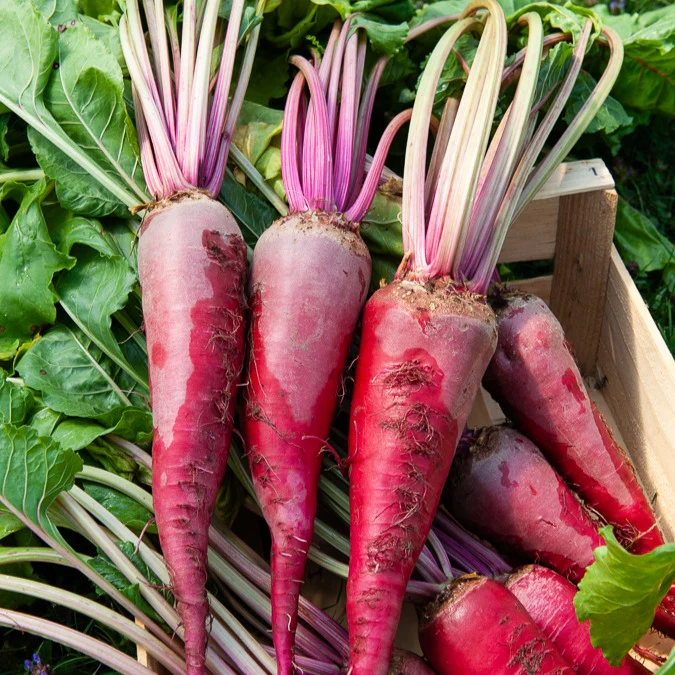 Rote Bete ‘Geante rouge’