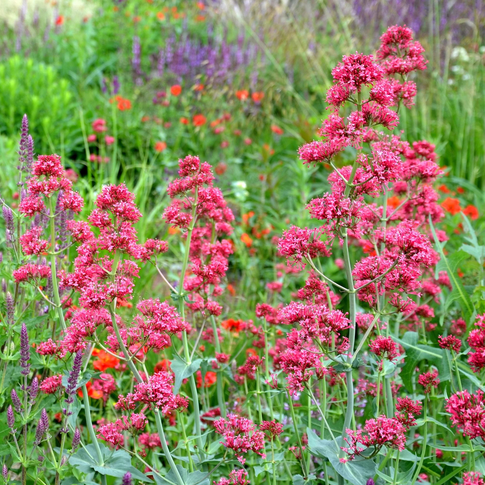 Rotblühende Spornblume 'Coccineus' - Image 4