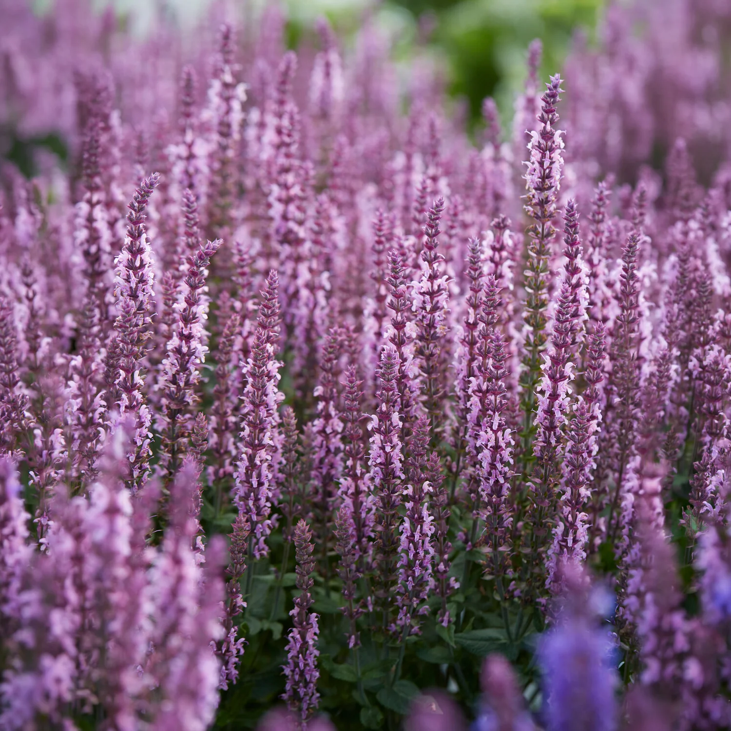 Steppensalbei 'Sensation Pink' - Image 2