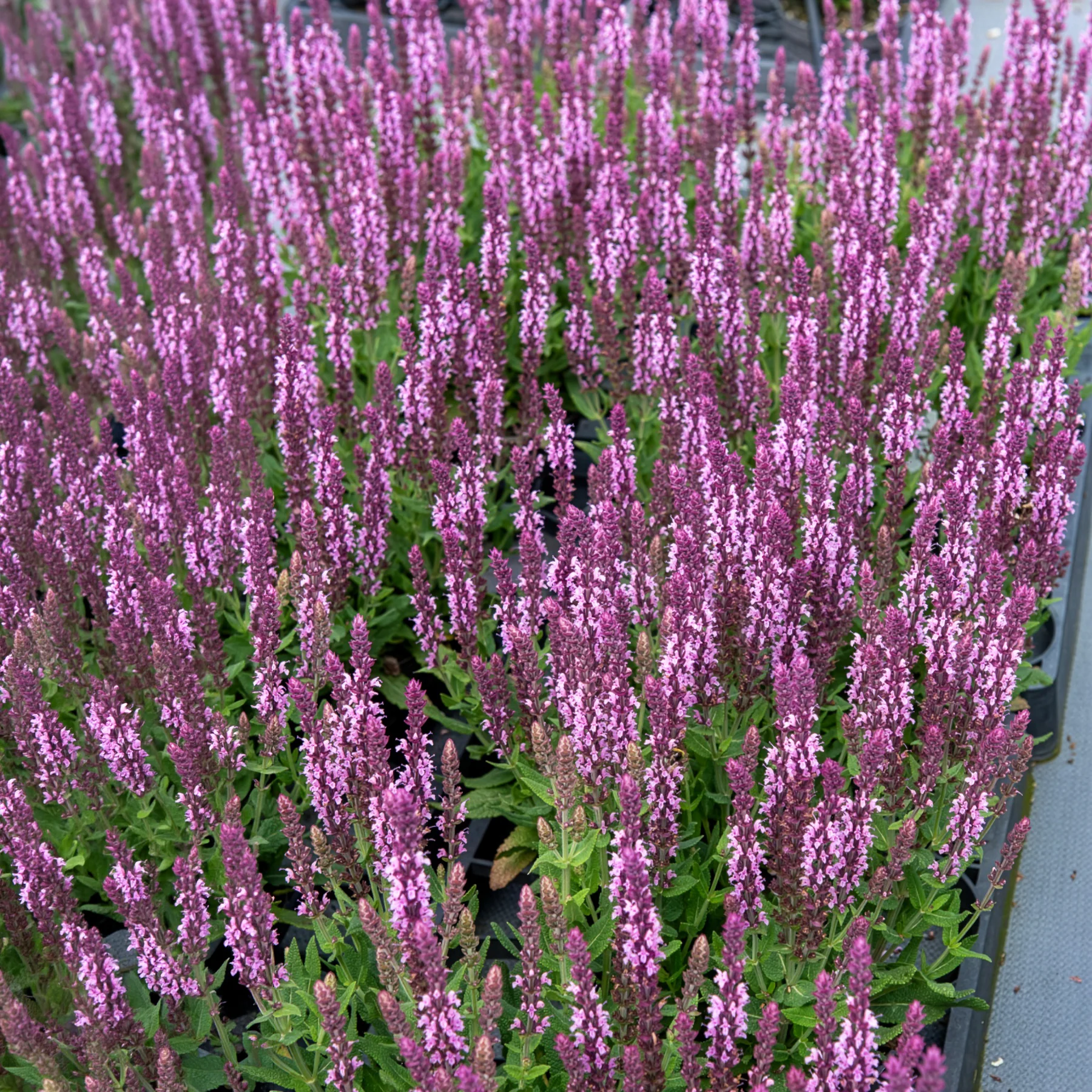 Steppensalbei 'Sensation Pink' - Image 4