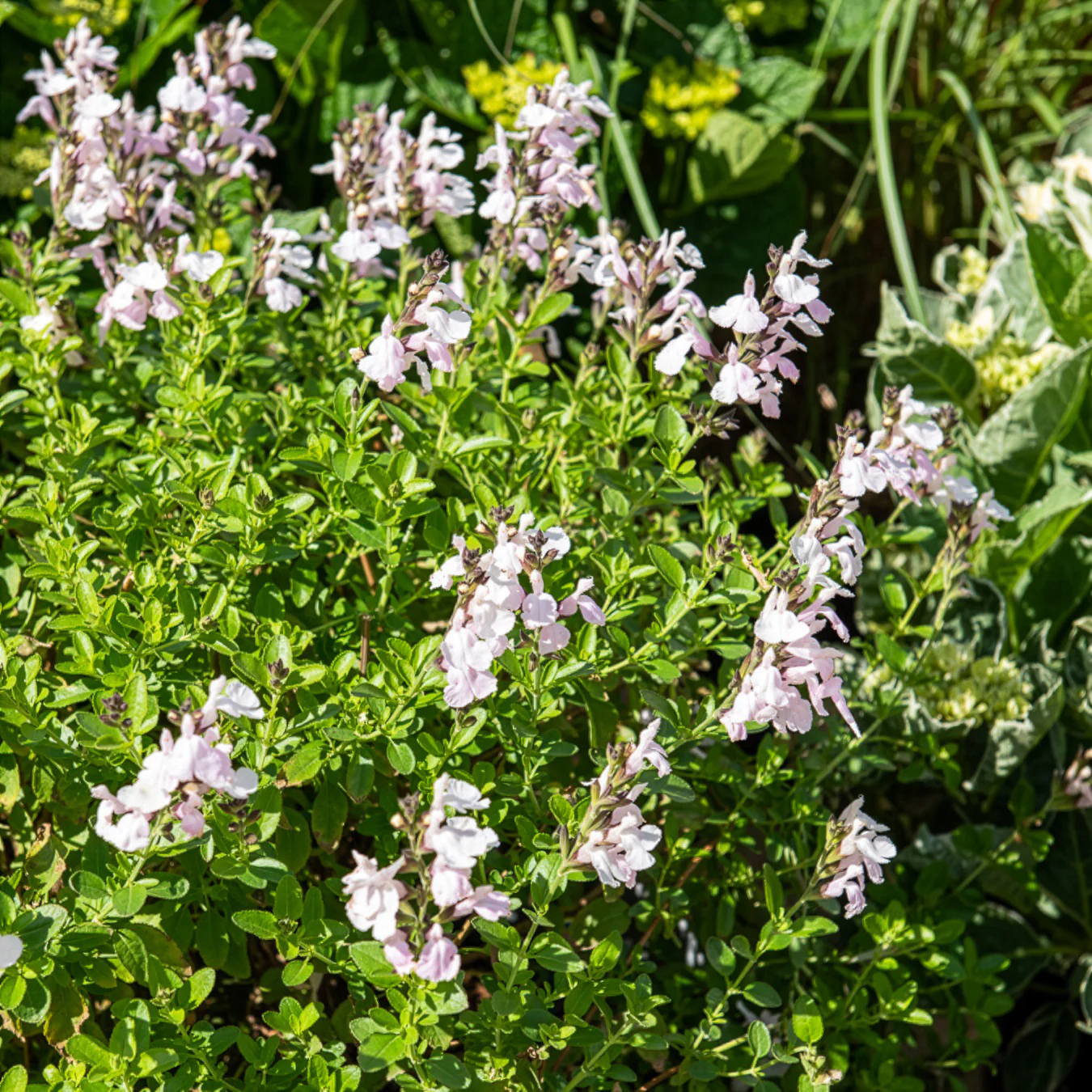 Salvia jamensis Magical® Donau Kolmadon