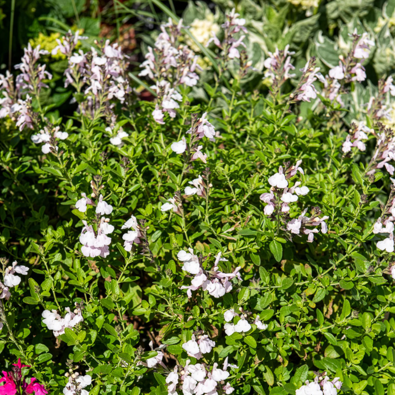 Salvia jamensis Magical® Donau Kolmadon - Image 2
