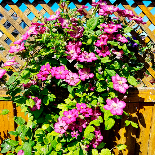 Clematis-Kollektion 'Ville de Lyon', 'Miss Bateman', 'President' (x3) - Image 3