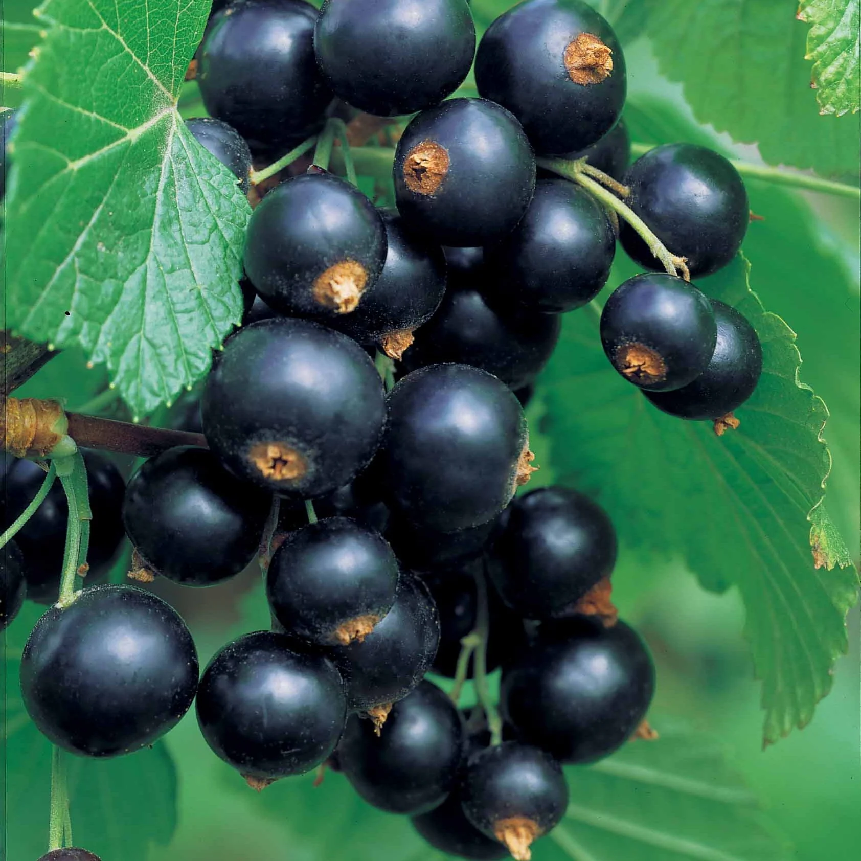 Sammlung von Schwarzen Johannisbeeren und Stachelbeeren (x4)