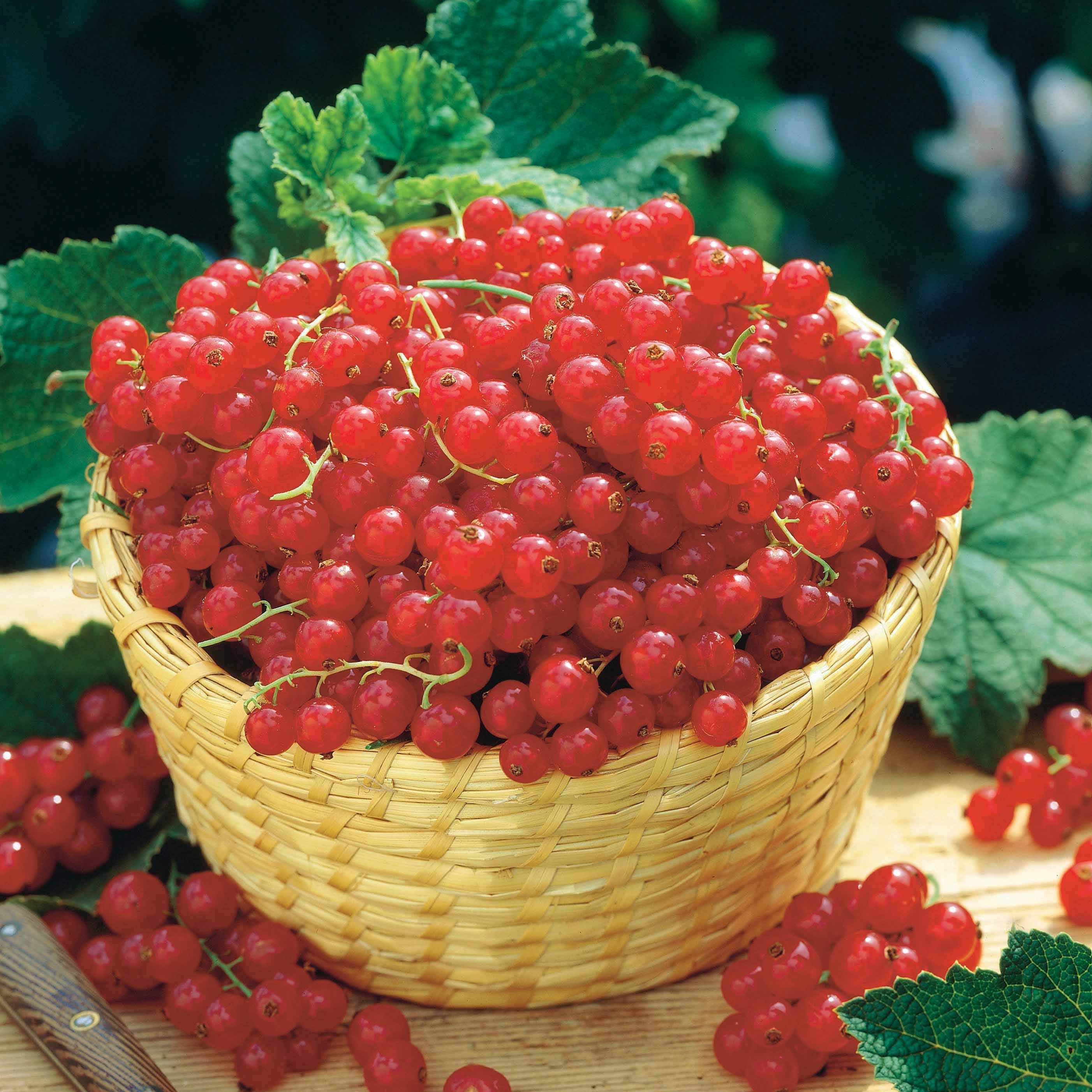 Sammlung von Schwarzen Johannisbeeren und Stachelbeeren (x4) - Image 4
