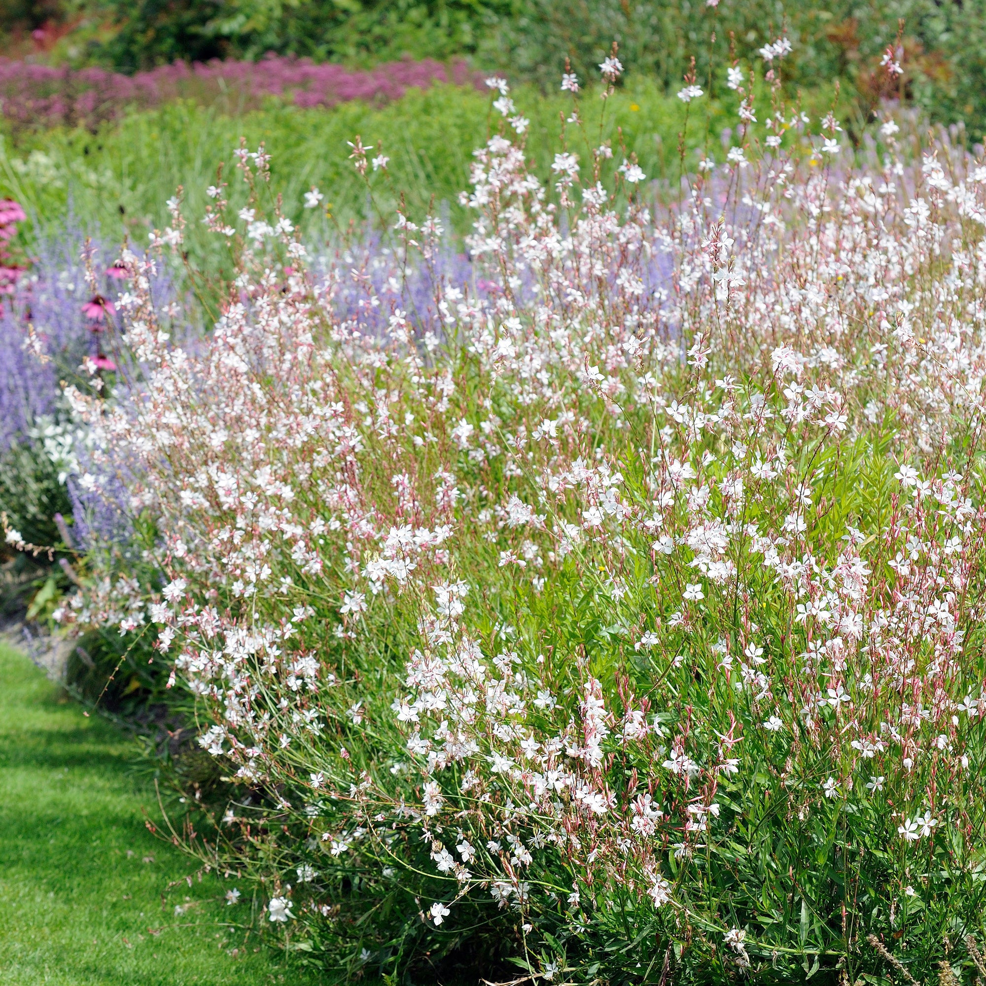 Stauden-Kollektion für Garten & Topf (x7) - Image 2