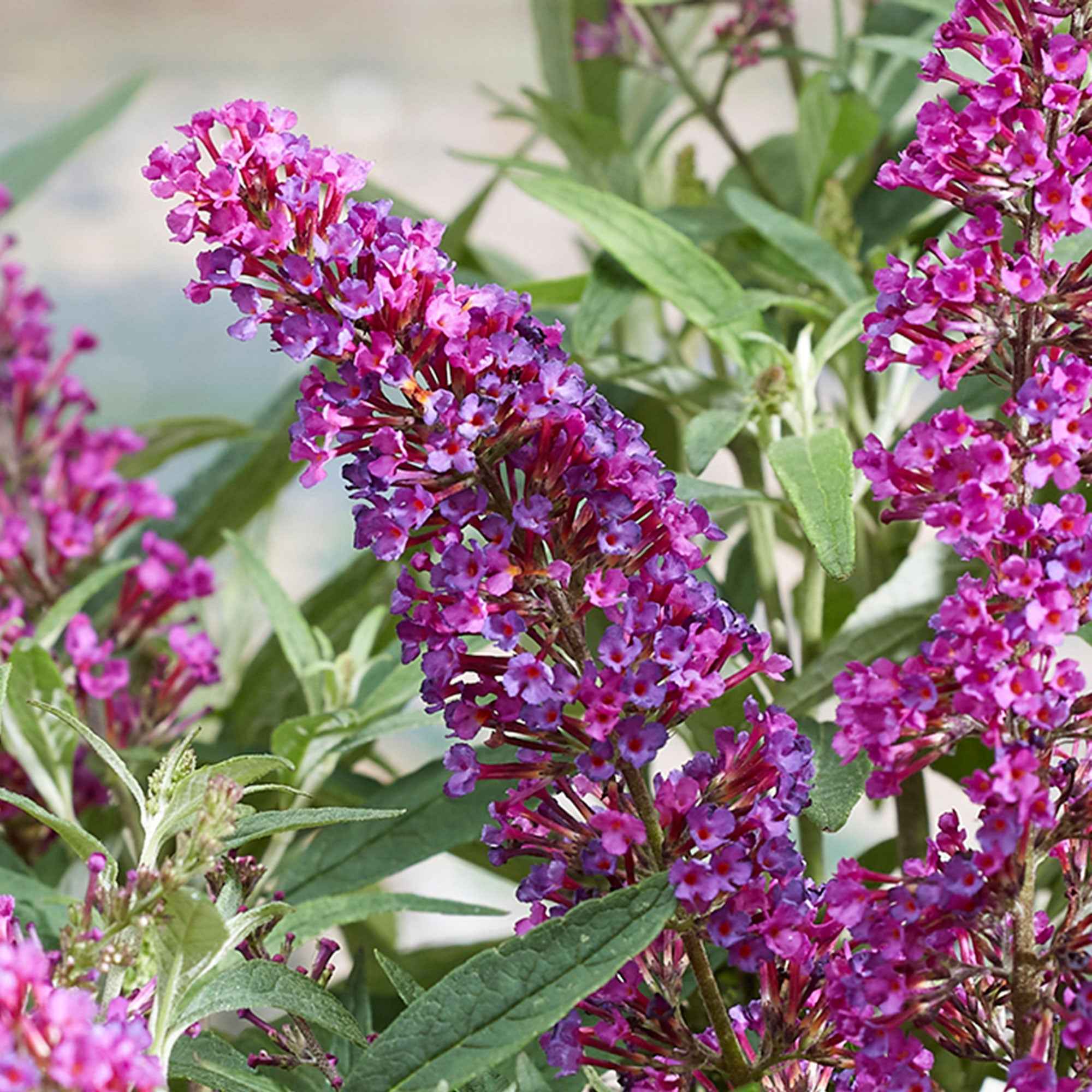 Schmetterlingsflieder 'Butterfly Towers' - Image 2