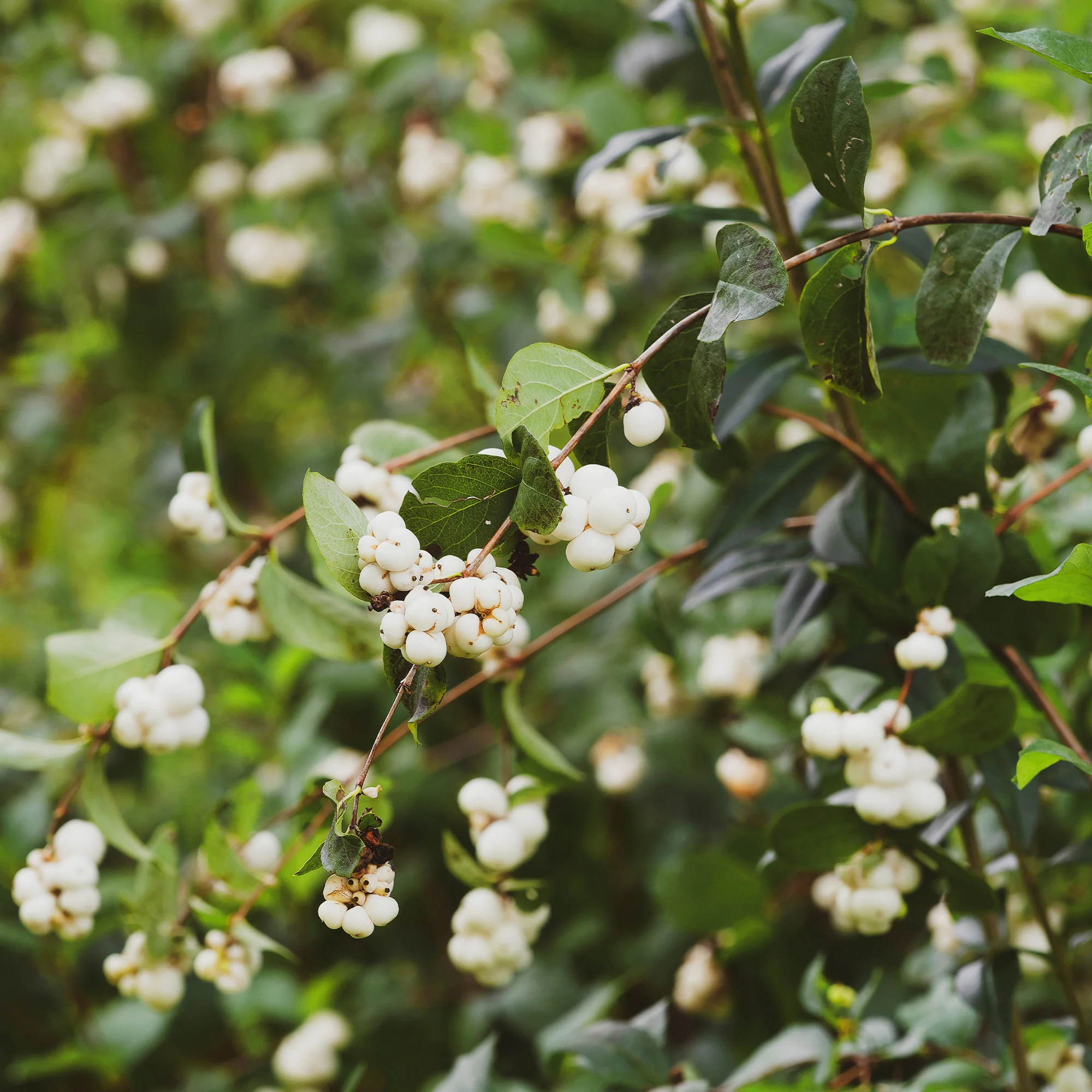 Schneebeere White Hedge