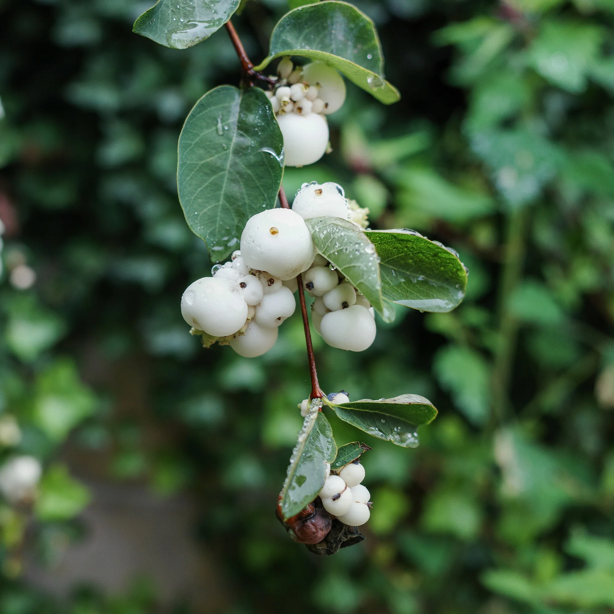 Schneebeere White Hedge - Image 3