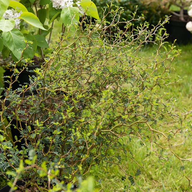Zwerg-Sophora ‘Little Baby’ - Image 2