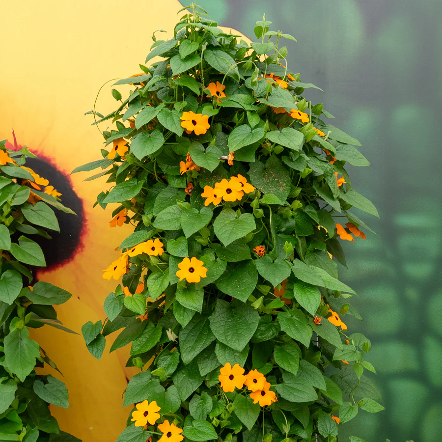 Schwarzäugige Susanne 'Orange' - Image 6