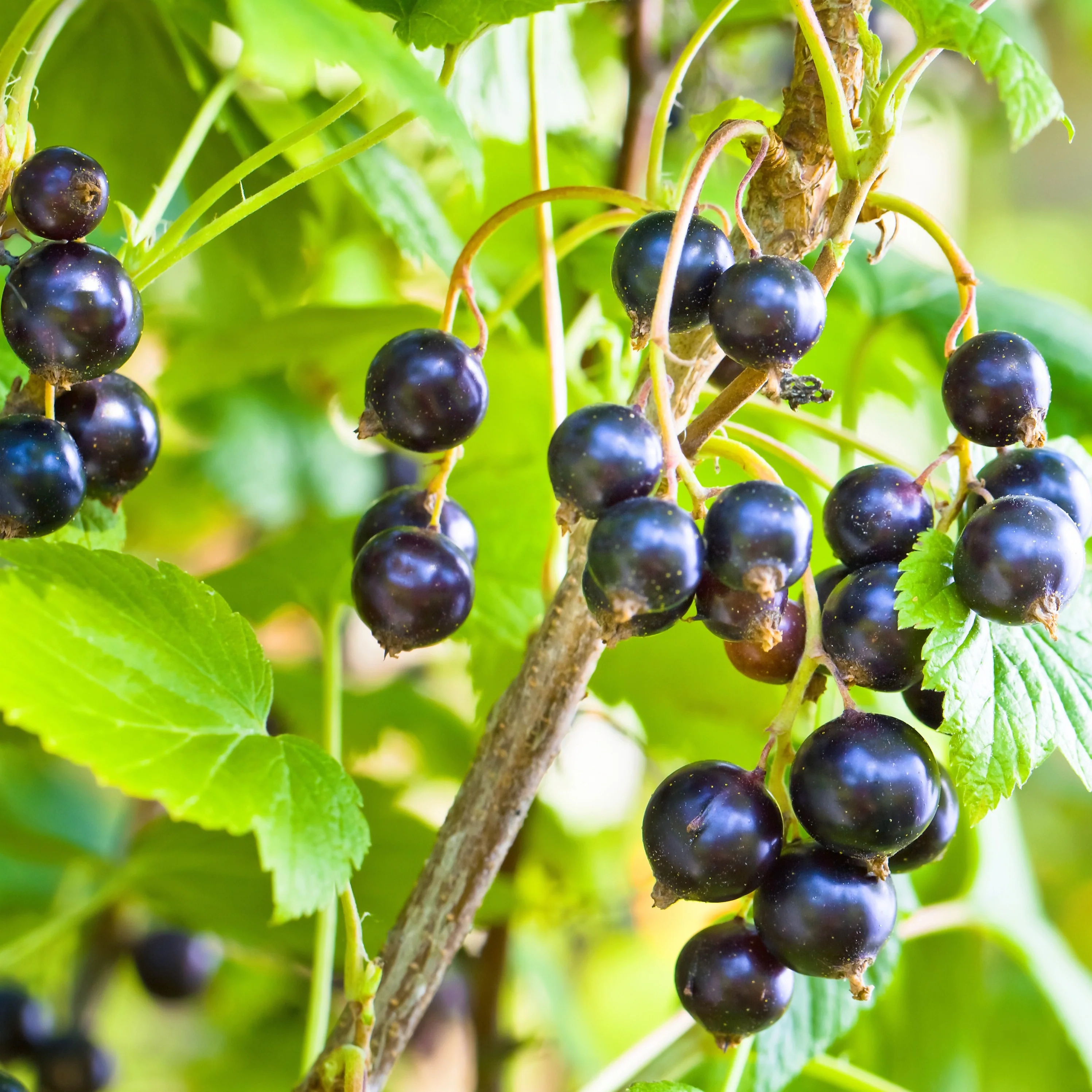 Schwarze Johannisbeere Andega - Image 3