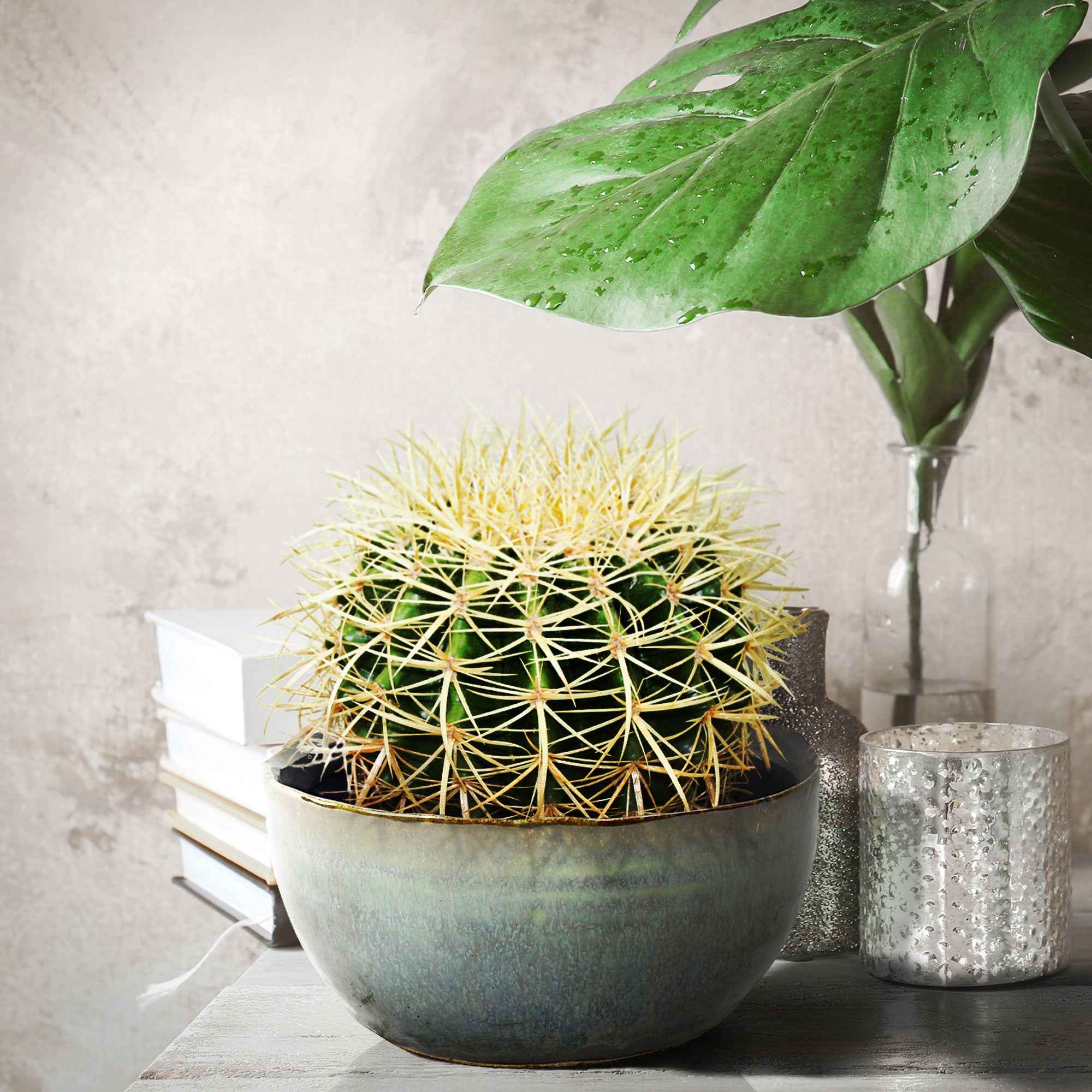 Schwiegermutterstuhl Echinocactus grusonii