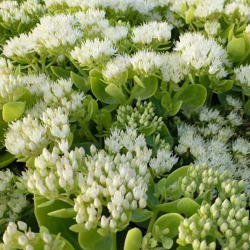 Sedum auffällig Eisberg Auffälliger Knabenkraut Eisberg