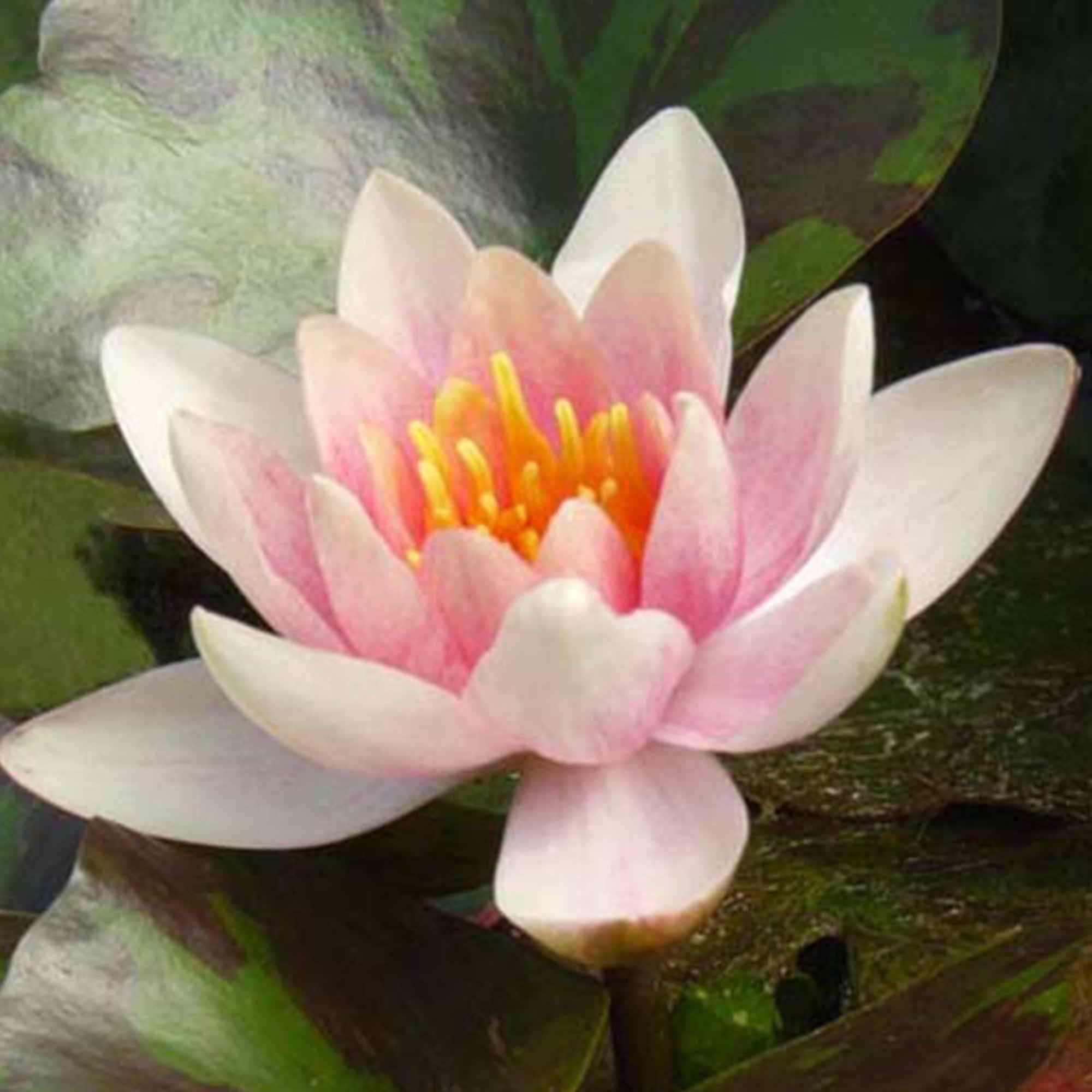 Seerose ‘Aurora’