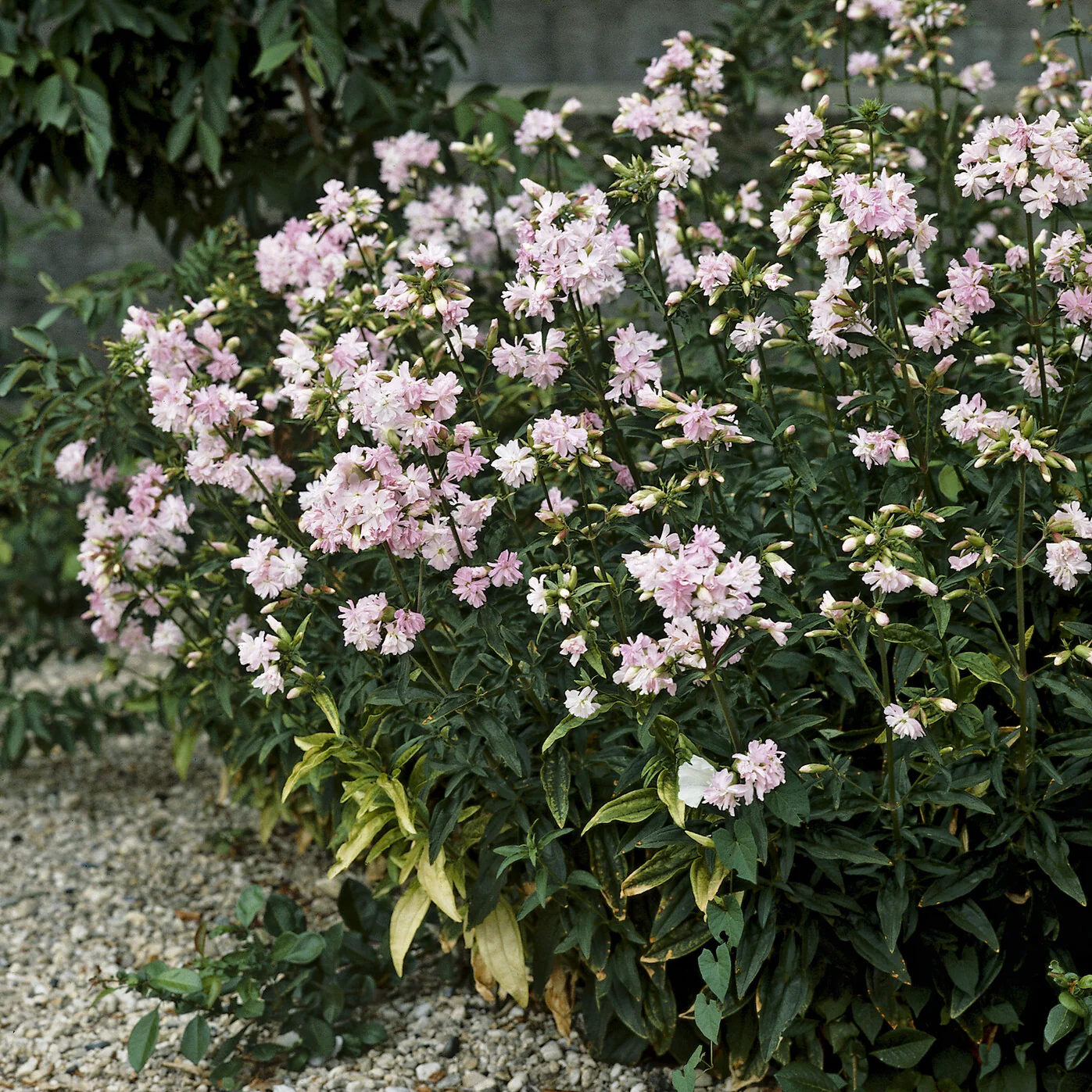 Seifenkraut rosa (gefüllt) - Image 2