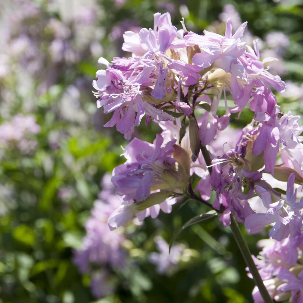 Seifenkraut rosa (gefüllt) - Image 3