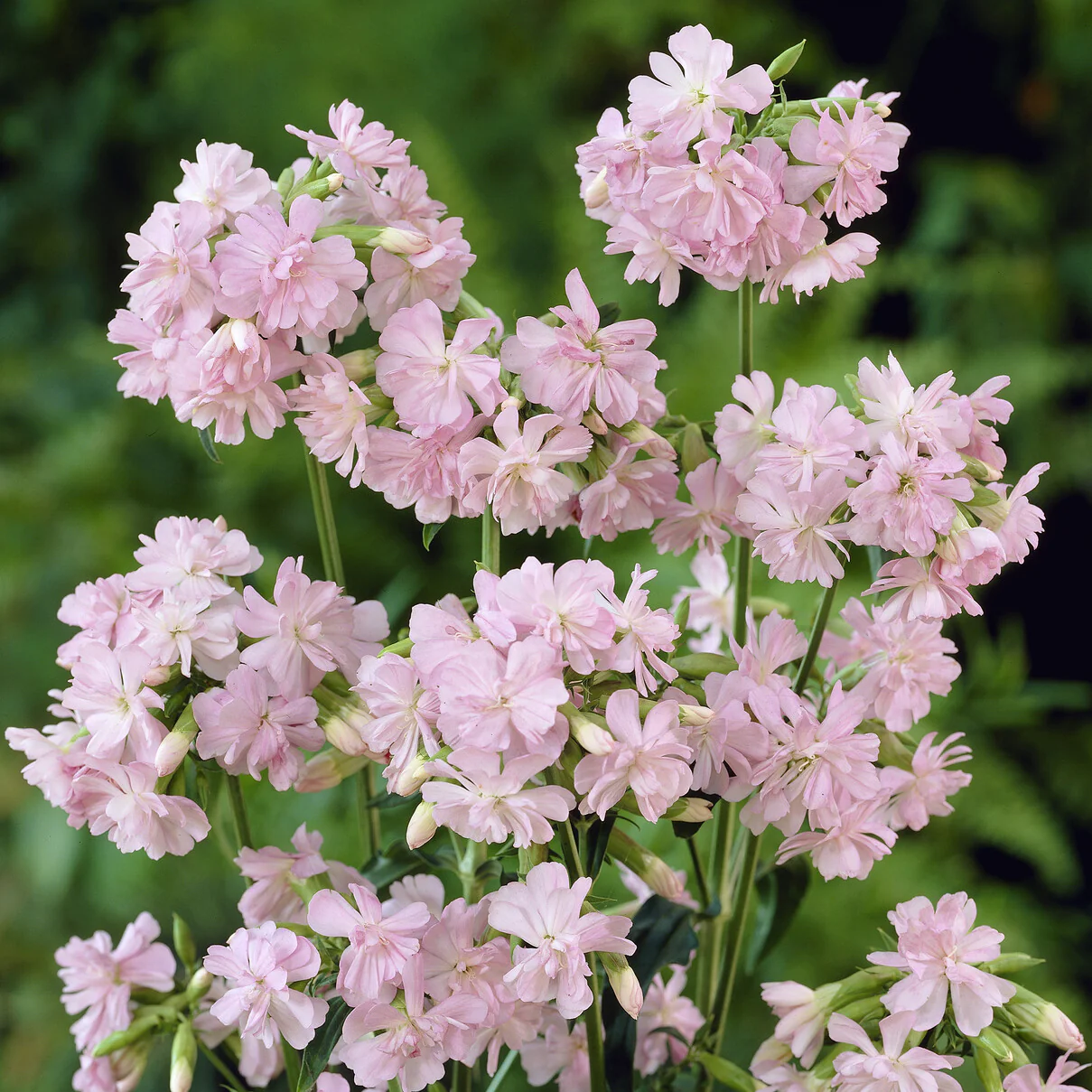 Seifenkraut rosa (gefüllt) - Image 4