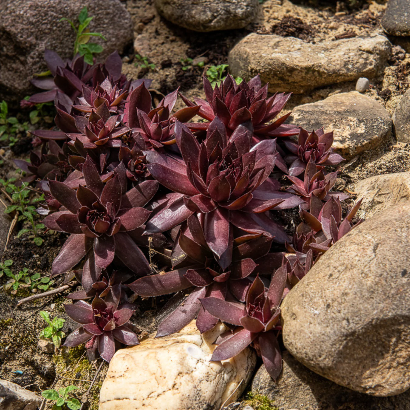 Sempervivum Chick Charms ® Chocolate Kiss - Image 2