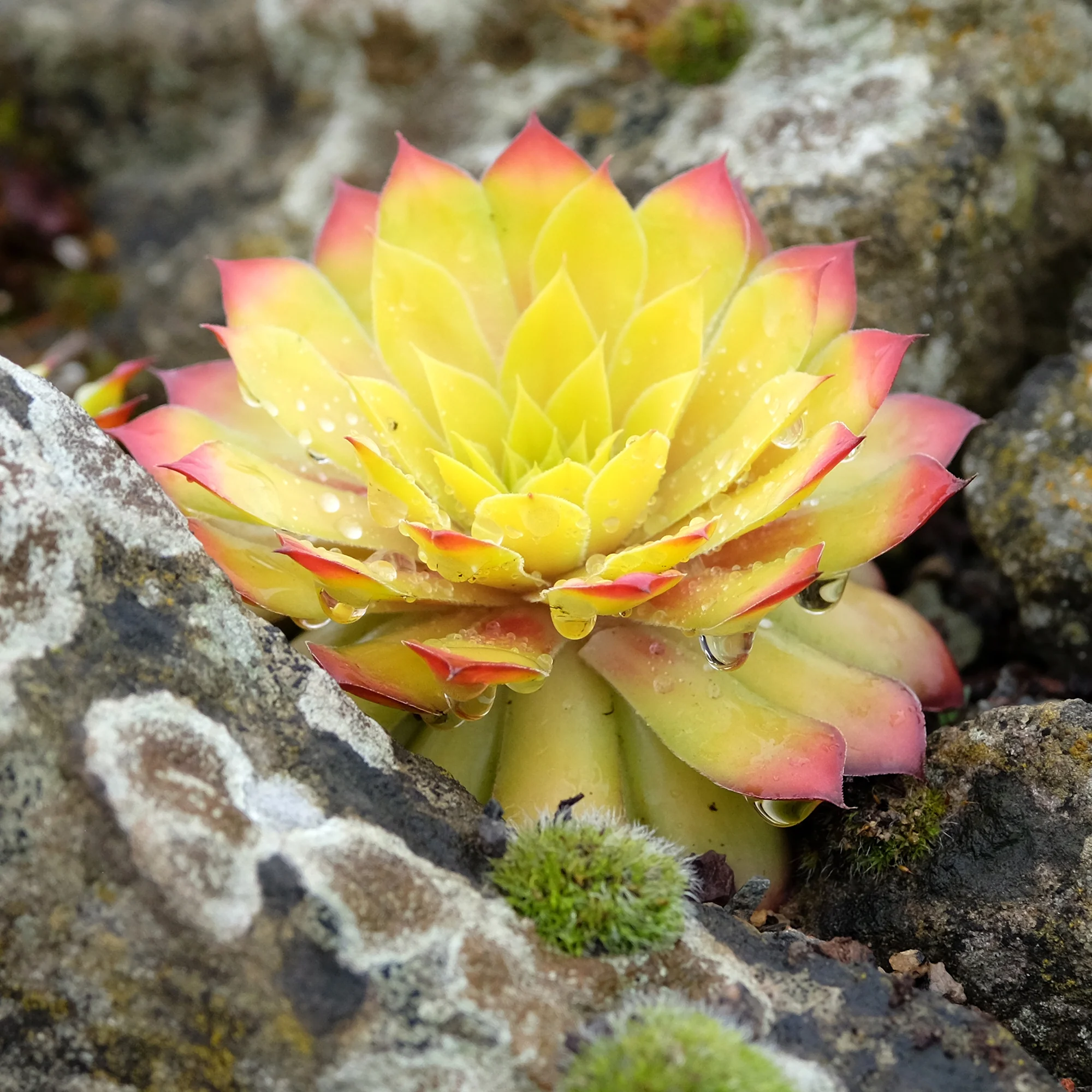 Sempervivum Chick Charms ® Gold Nugget - Image 4