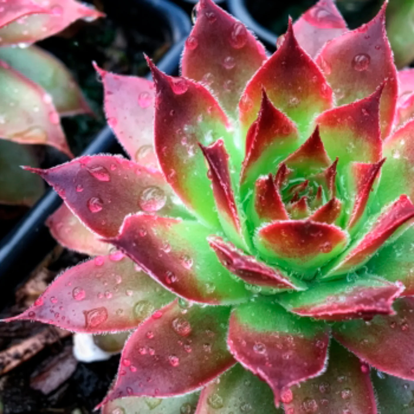Sempervivum Chick Charms ® Strawberry Kiwi