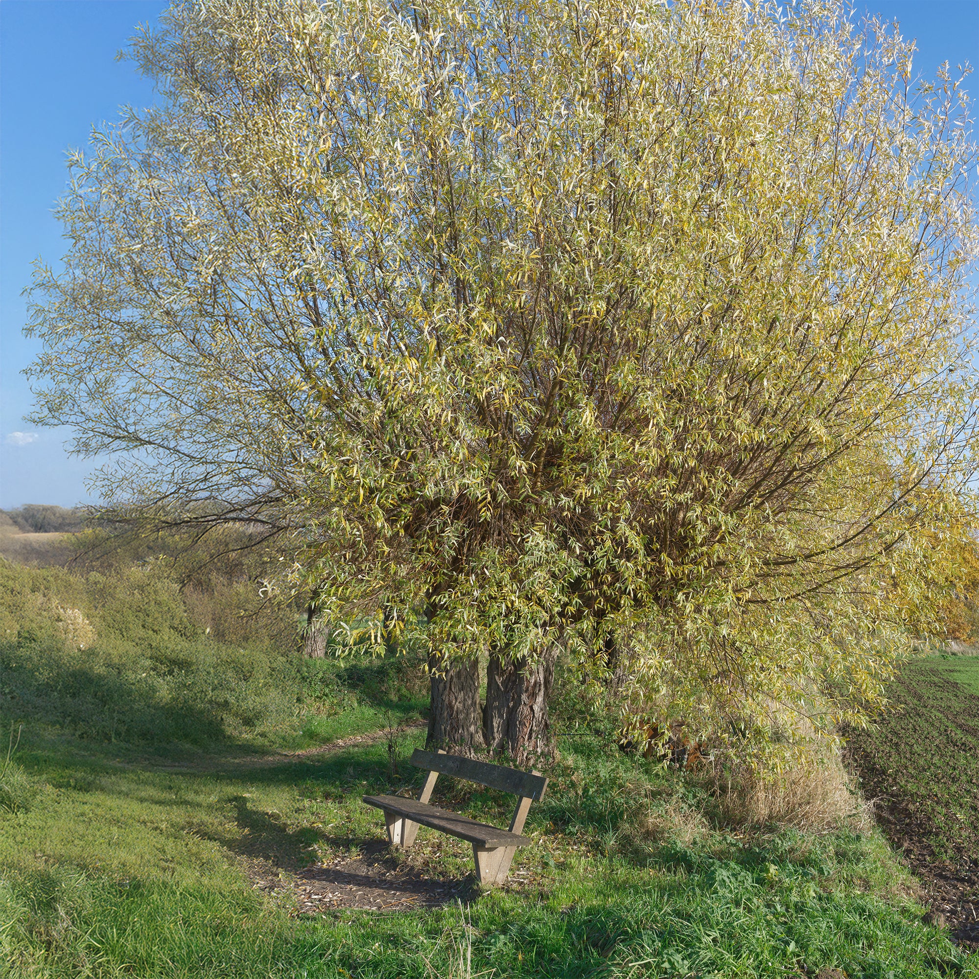 Silberweide - Image 3