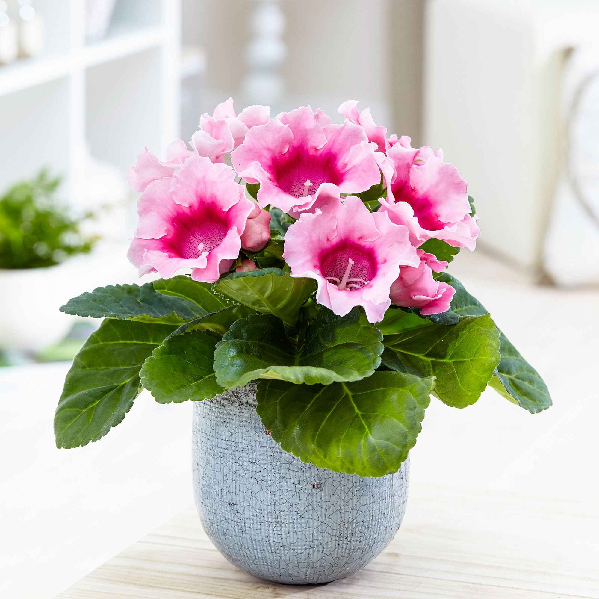 Gloxinie rosa