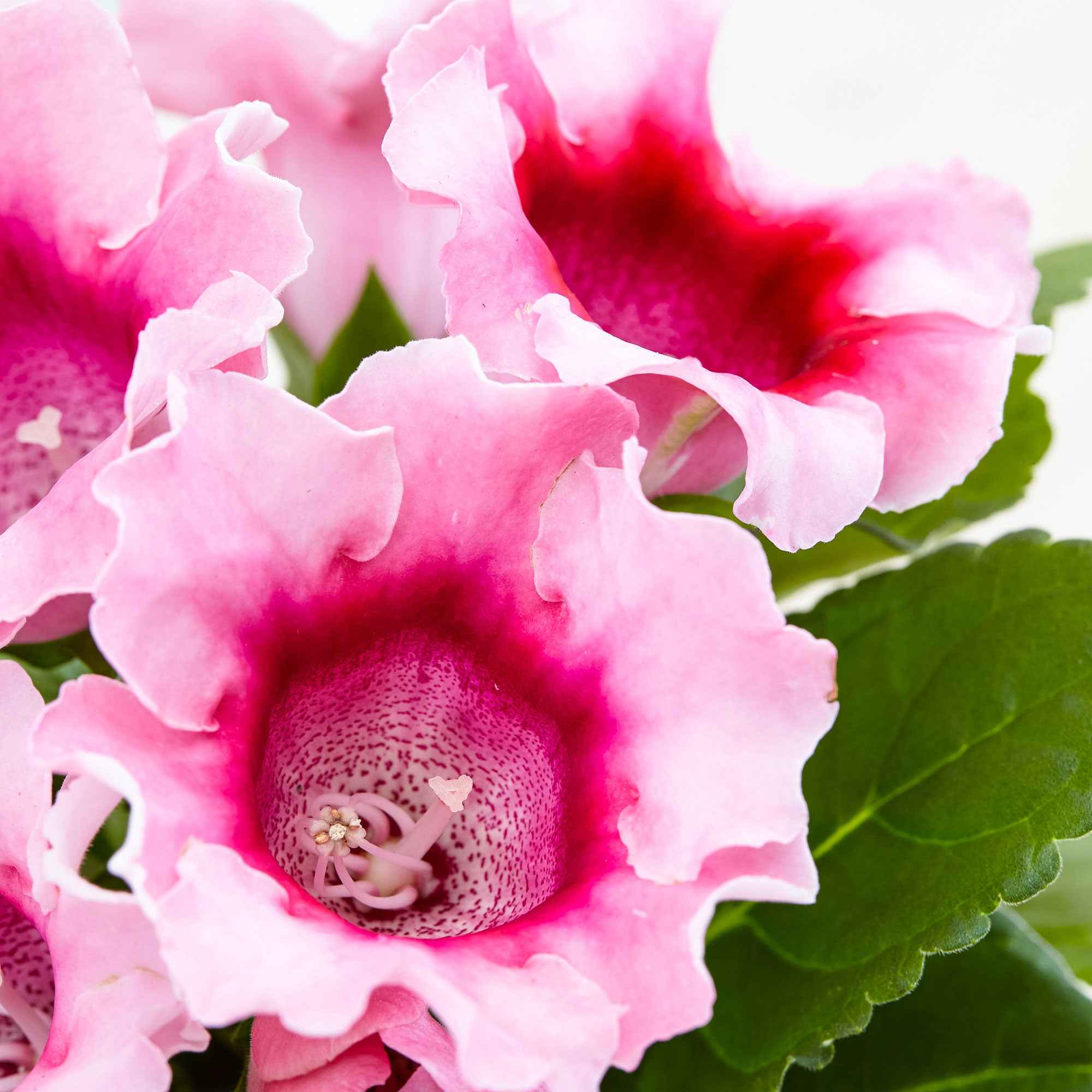 Gloxinie rosa - Image 2