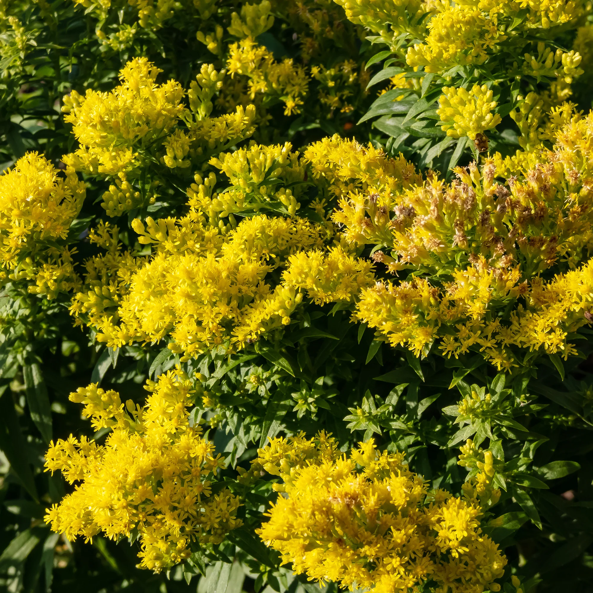 Goldrute 'Golden Mosa'