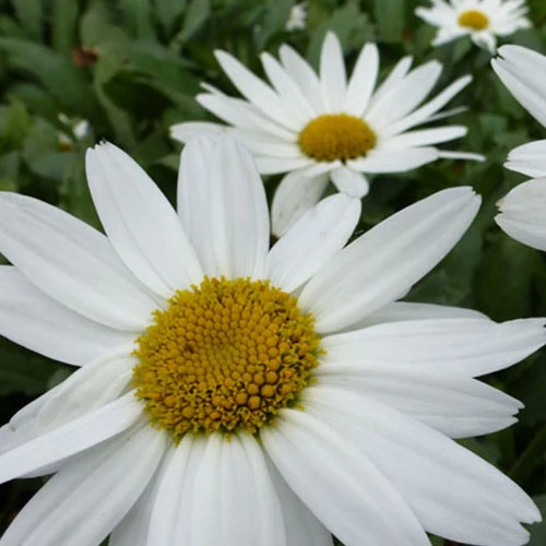 Sommermargerite Gruppenstolz Leucanthemum Gruppenstolz