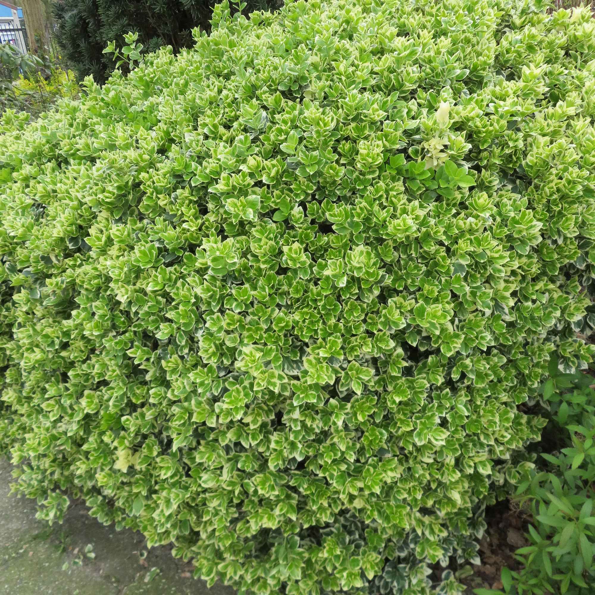 Spindelstrauch 'Emerald Gaiety' - Image 2