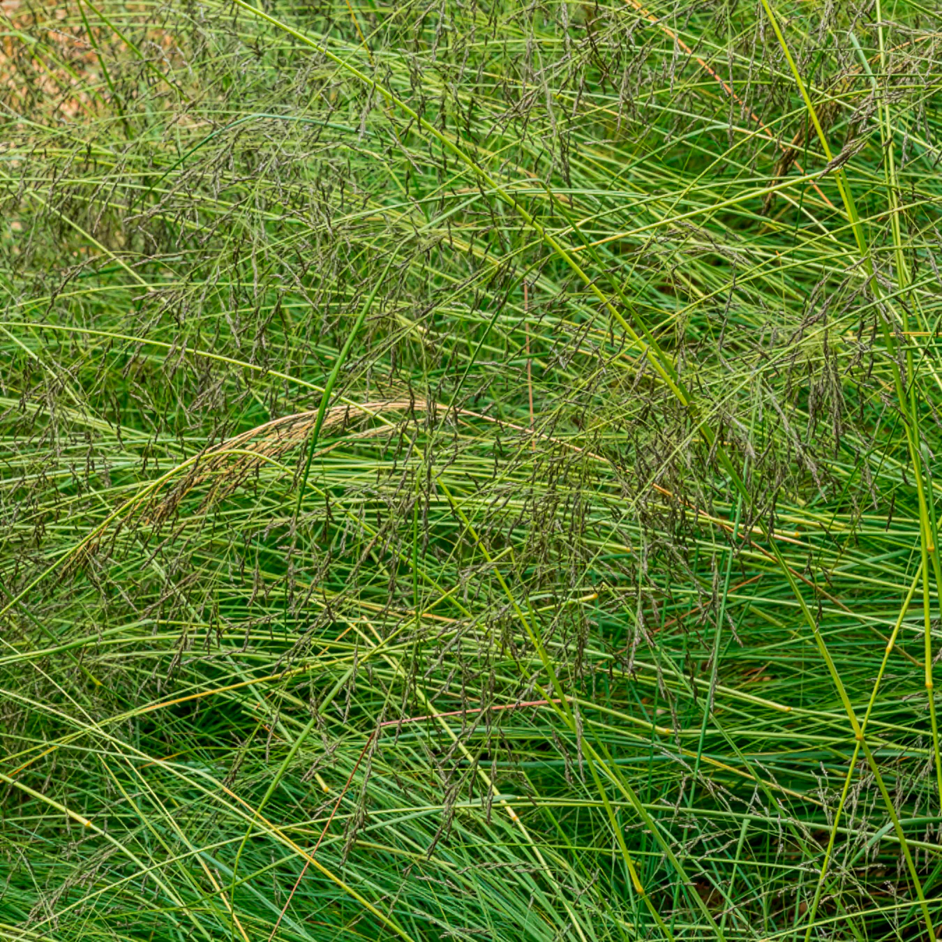 Prärie-Tropfengras - Image 2