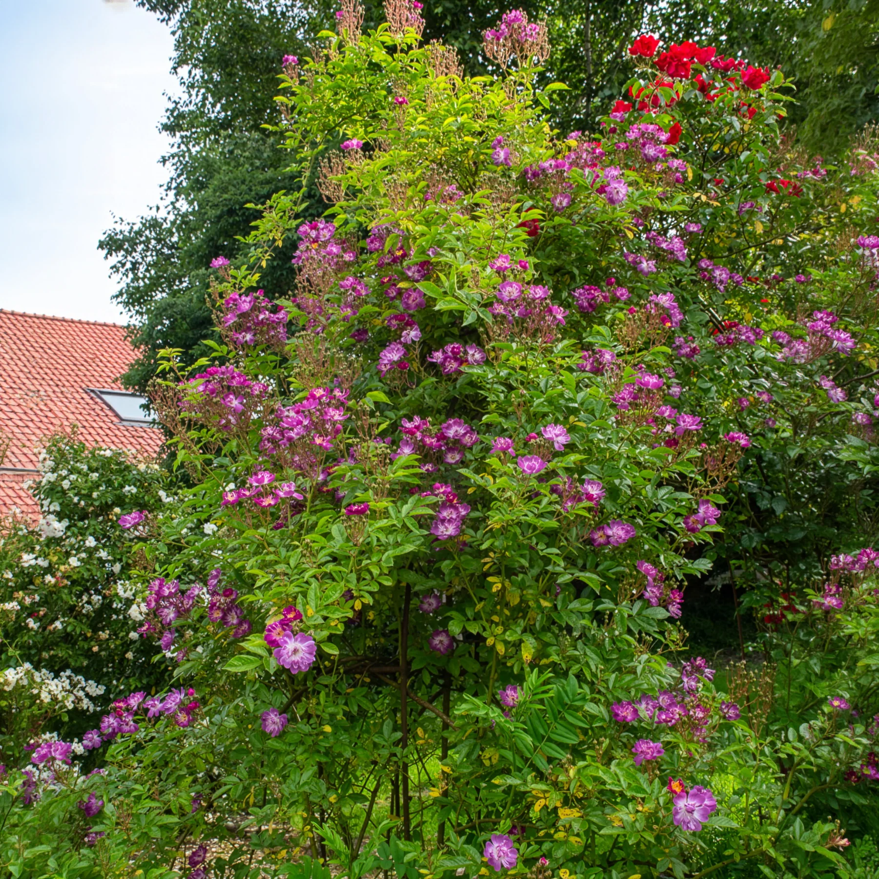 Hochstammrose ‘Veilchenblau’