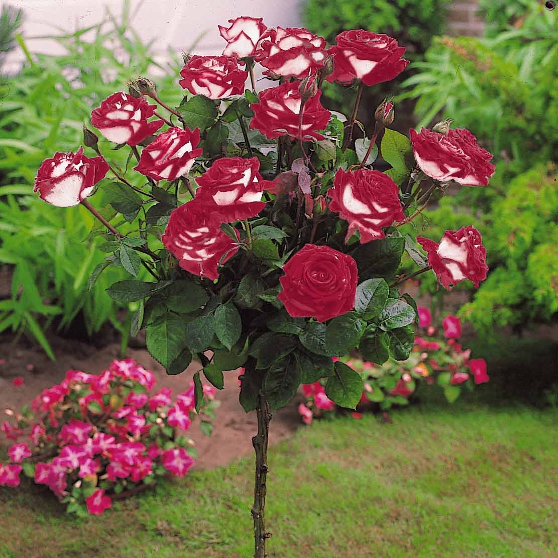 Hochstammrosen-Kollektion 'Ramona', 'Korbin', 'Osiria' (x3) - Image 3