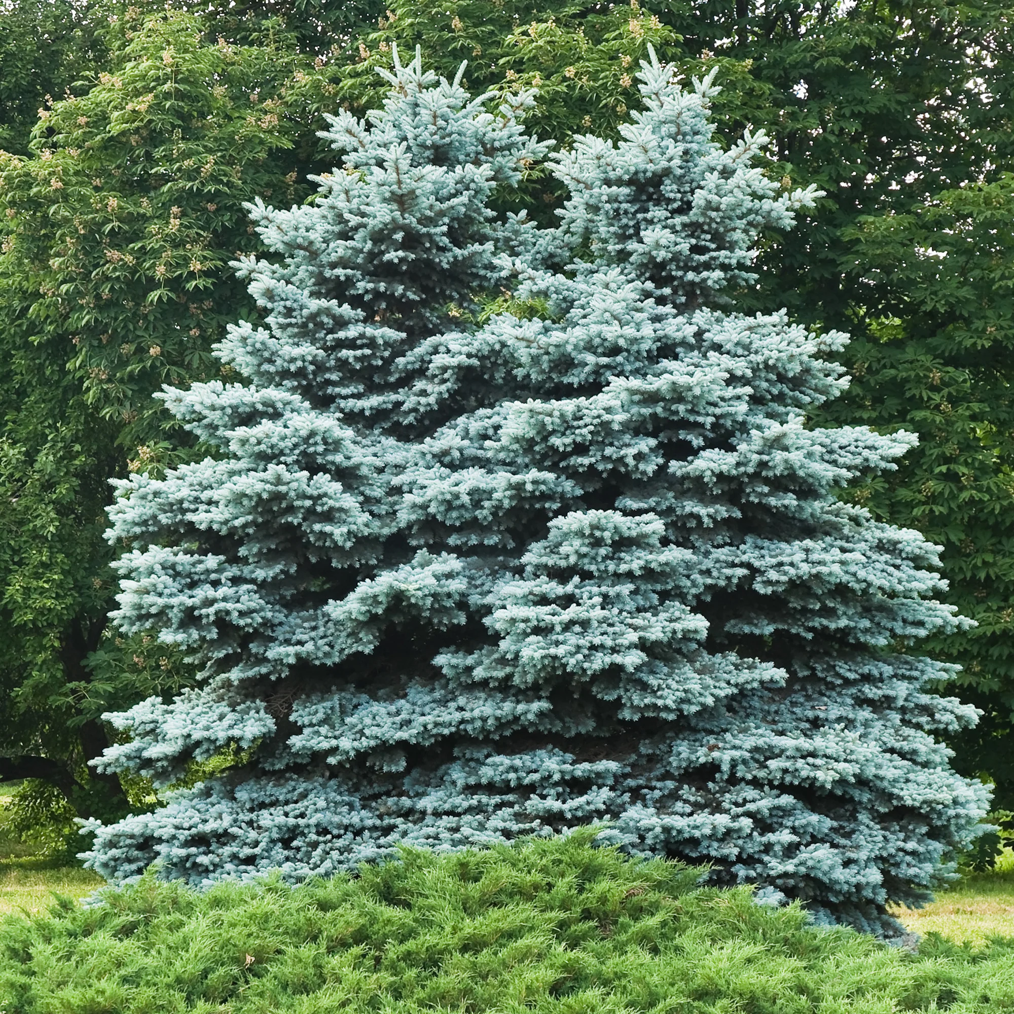 Blaufichte