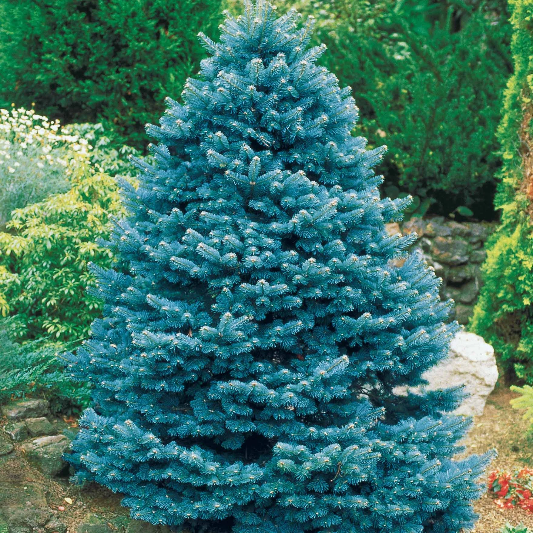 Blaufichte - Image 4