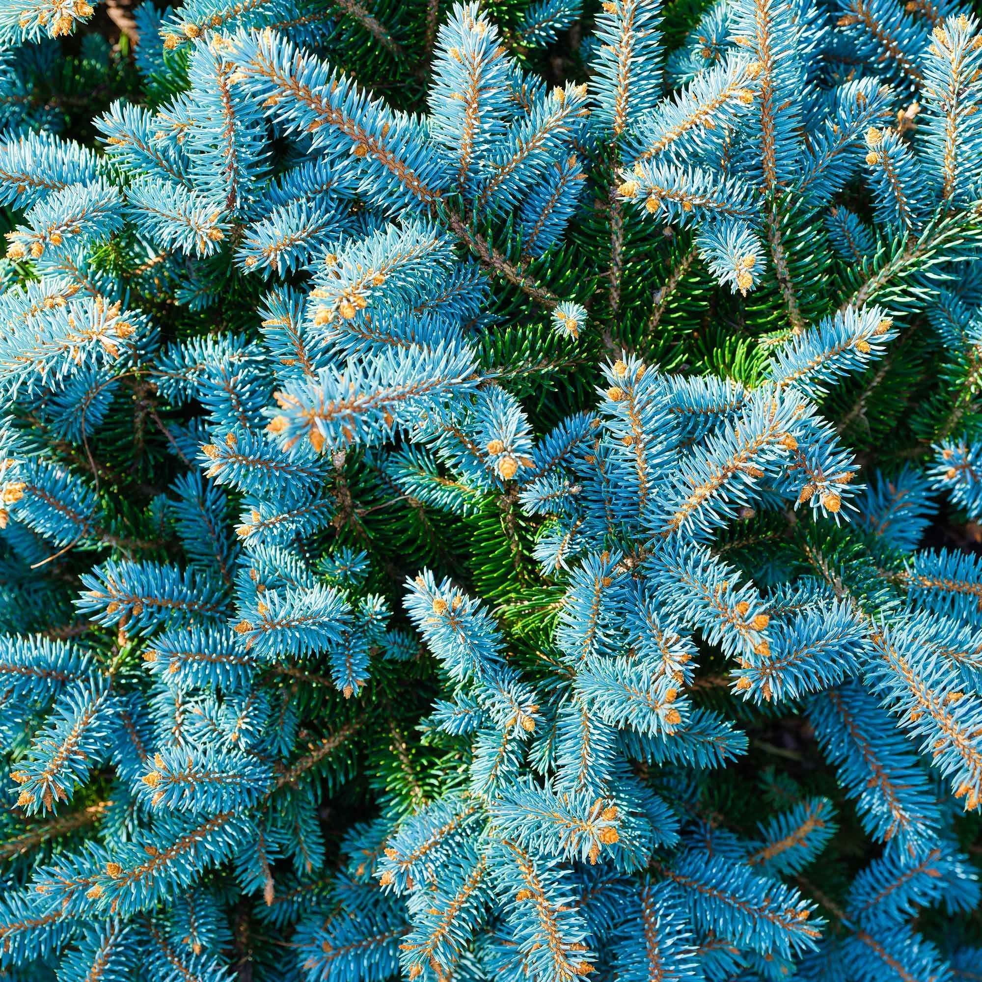 Blaufichte - Image 5