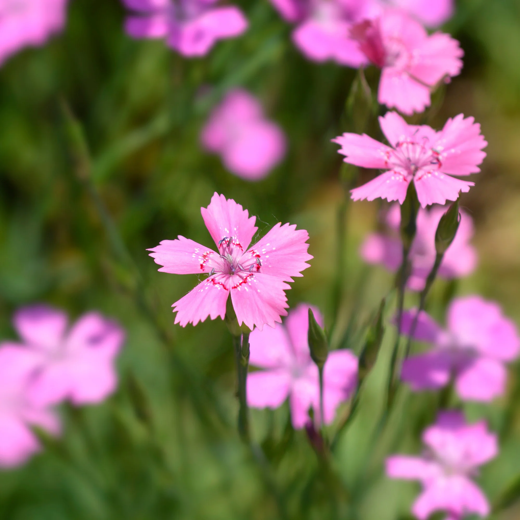 Stein-Nelke 'Rosea' - Image 2