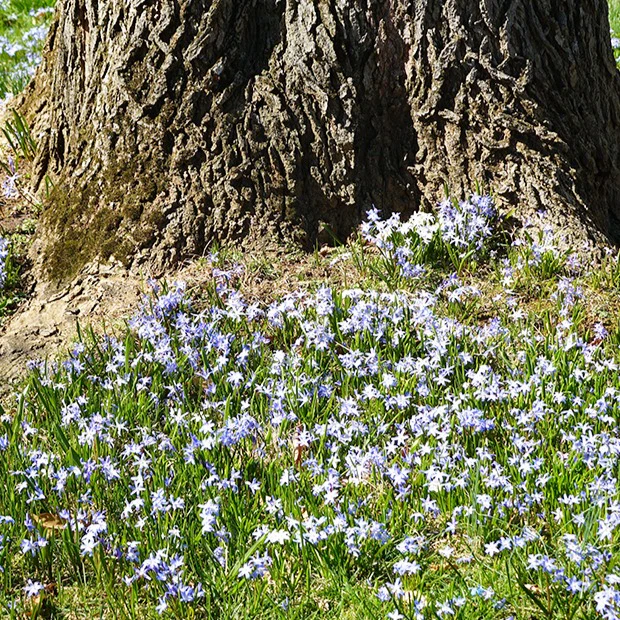 Blaue Schneeglöckchen (x10) - Image 3