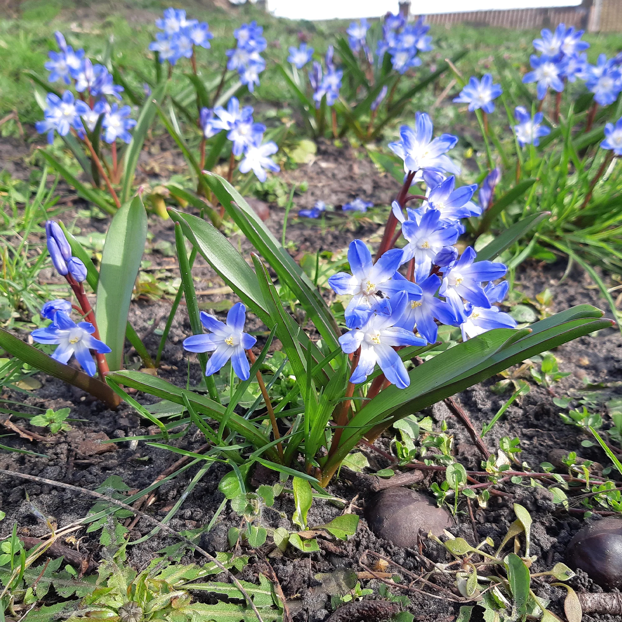 Blaue Schneeglöckchen (x10) - Image 4