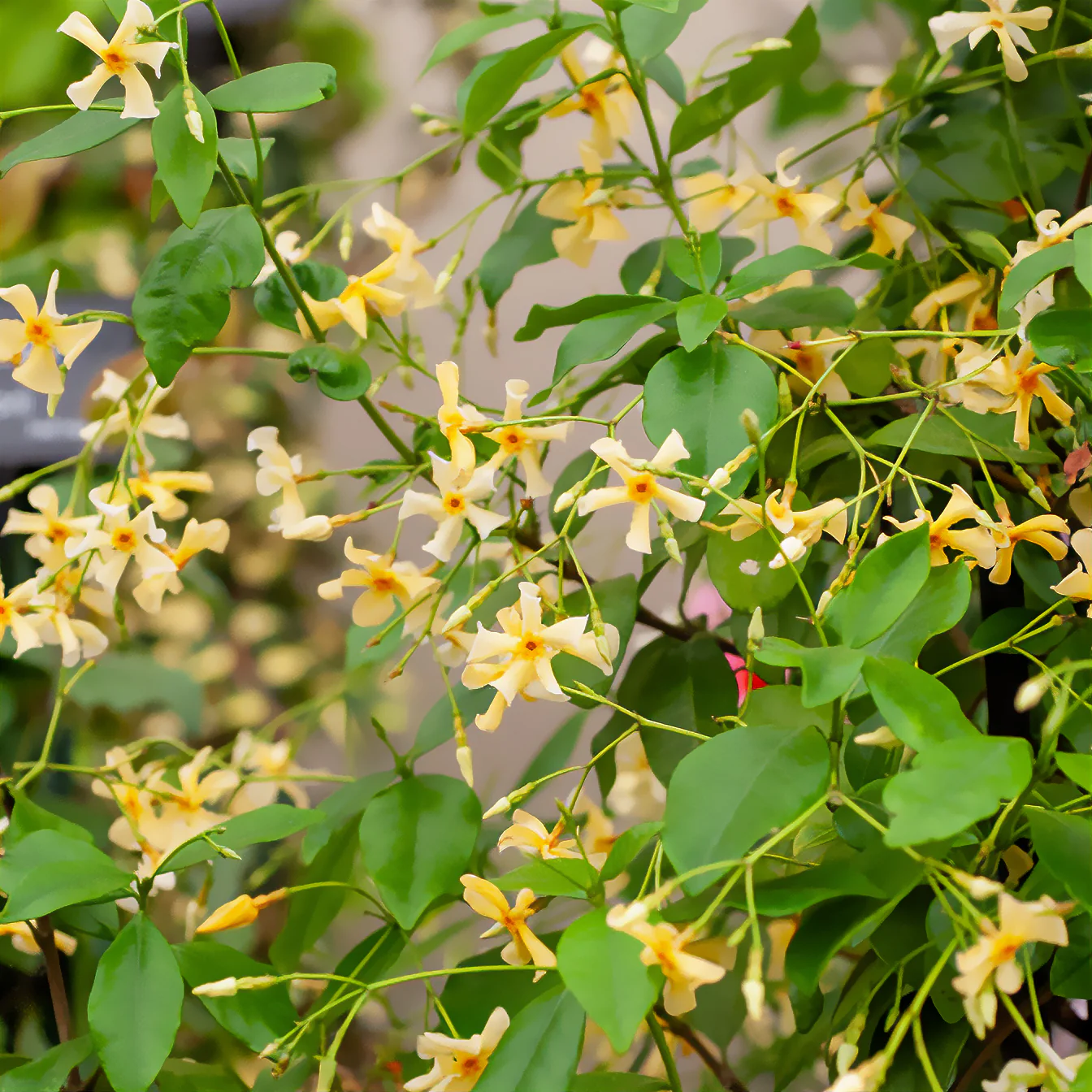 Gelber Sternjasmin - Image 2