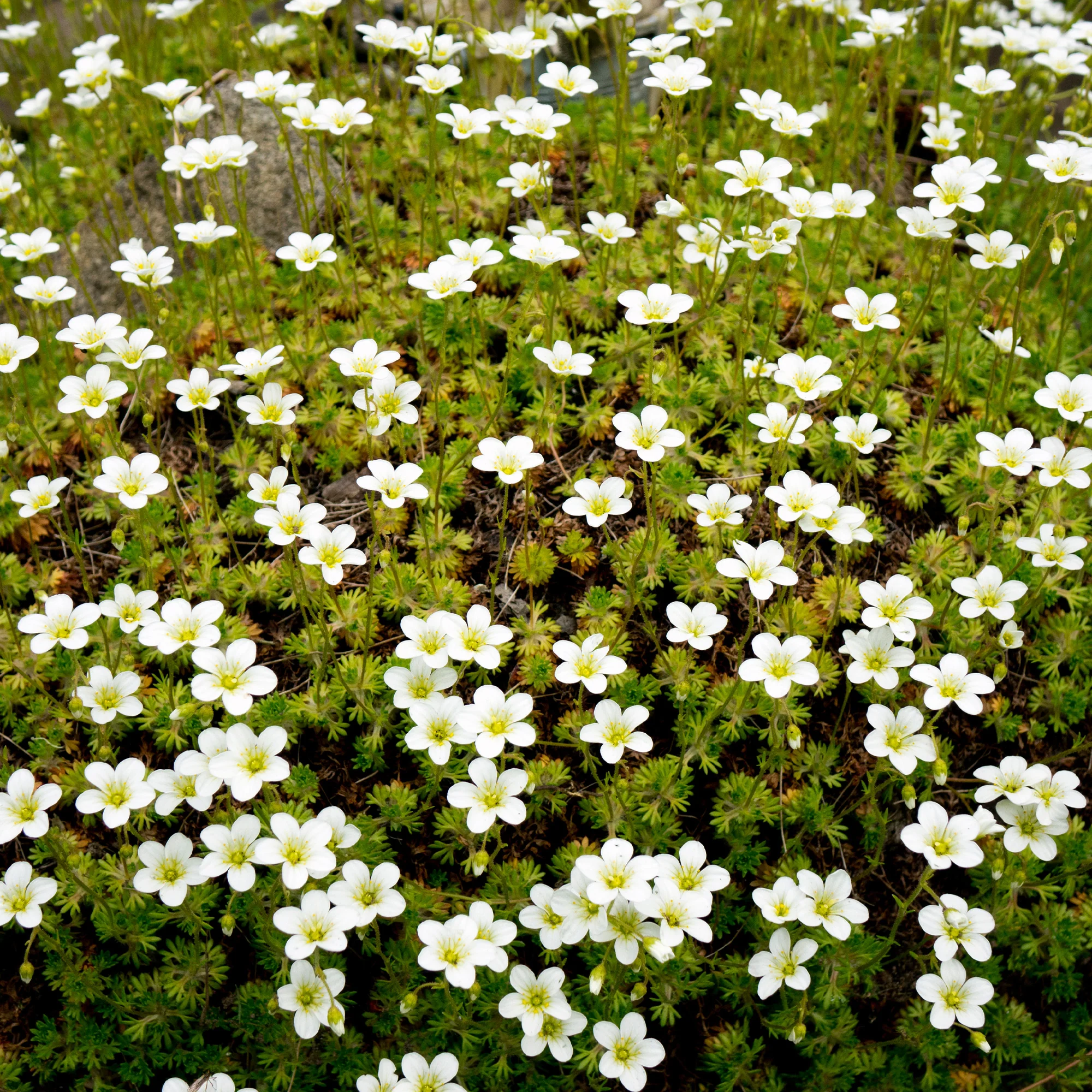 Sternmoos - Image 2