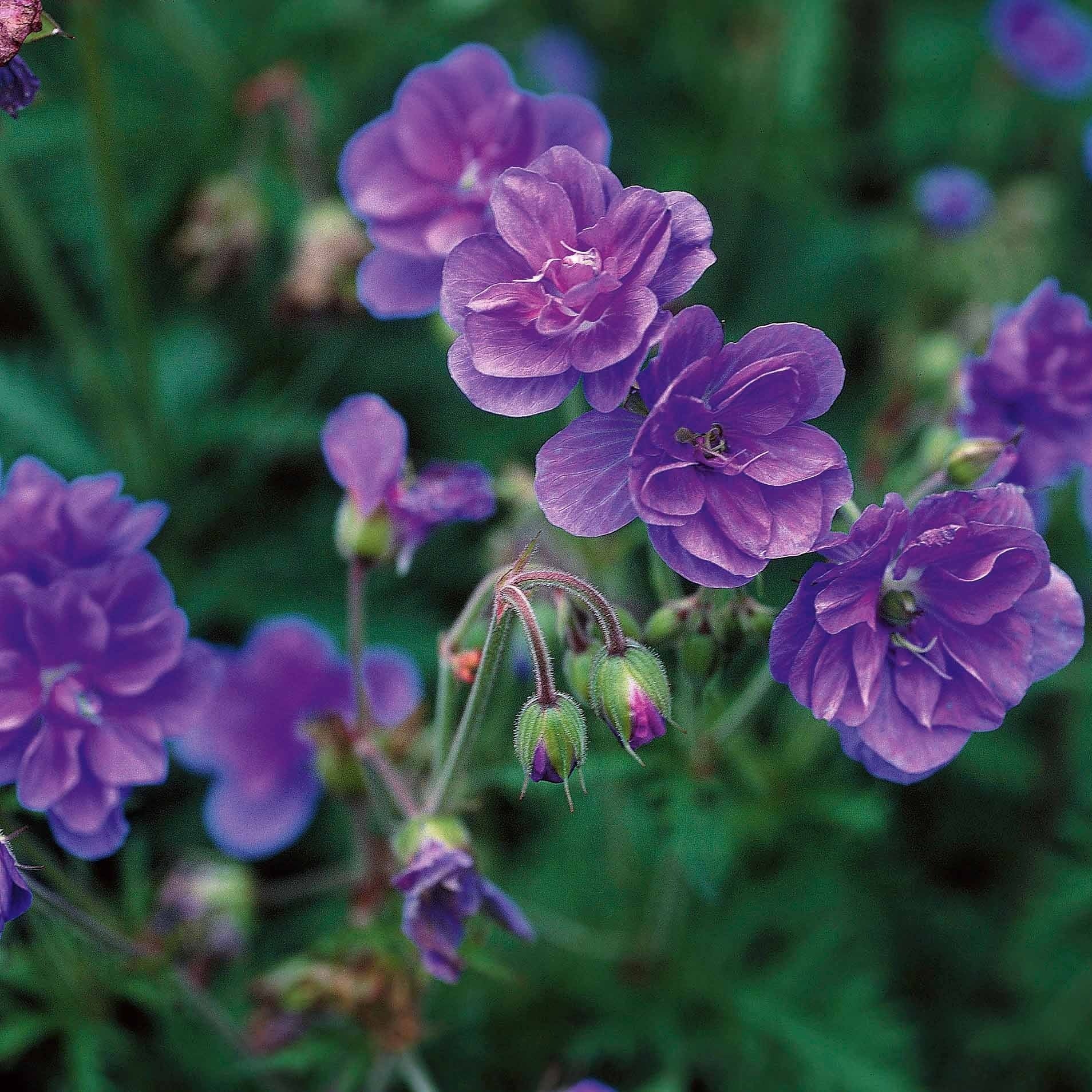 Storchschnabelmischung Double Jewel (rosa, blau, weiß) (x3) - Image 3