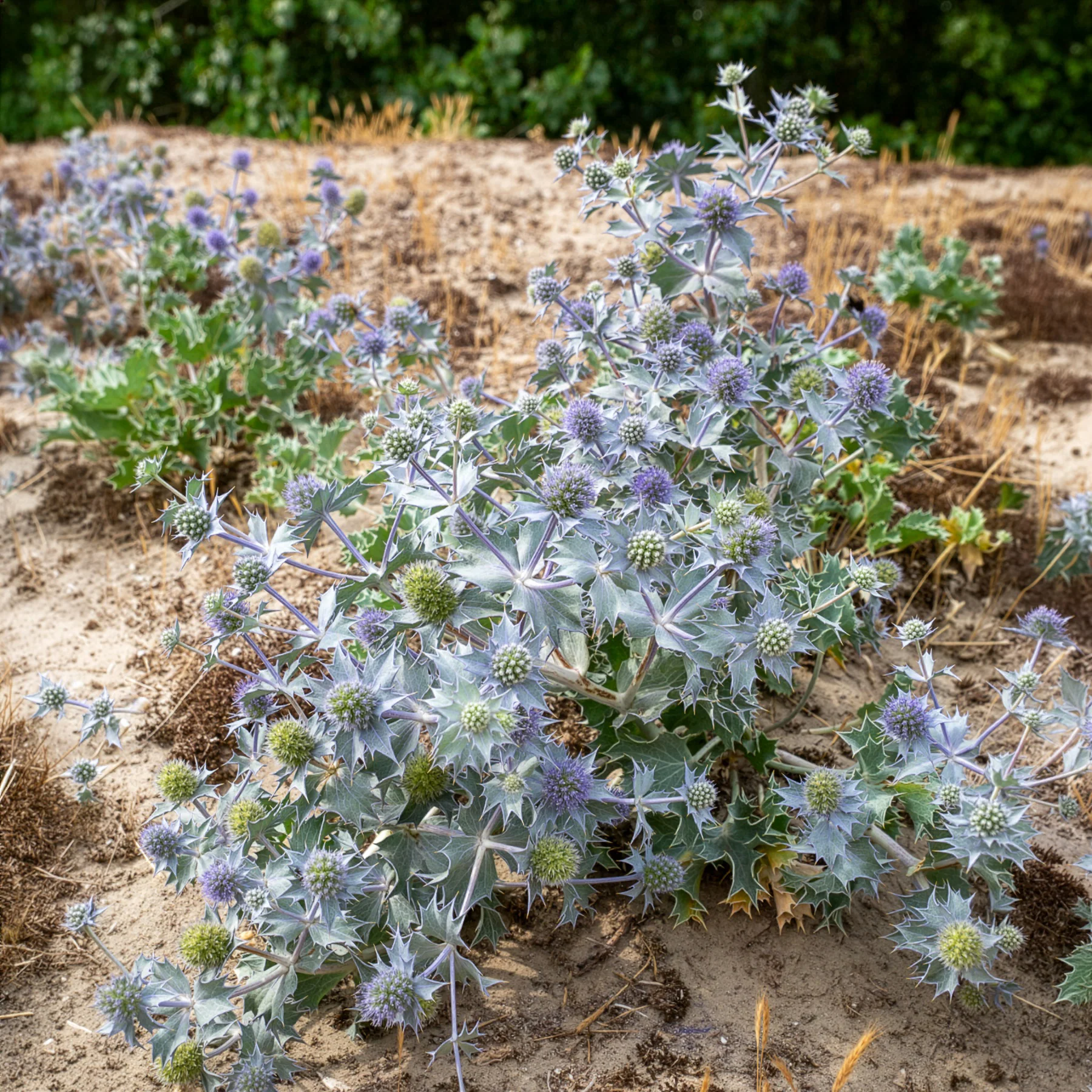 Stranddistel - Image 2